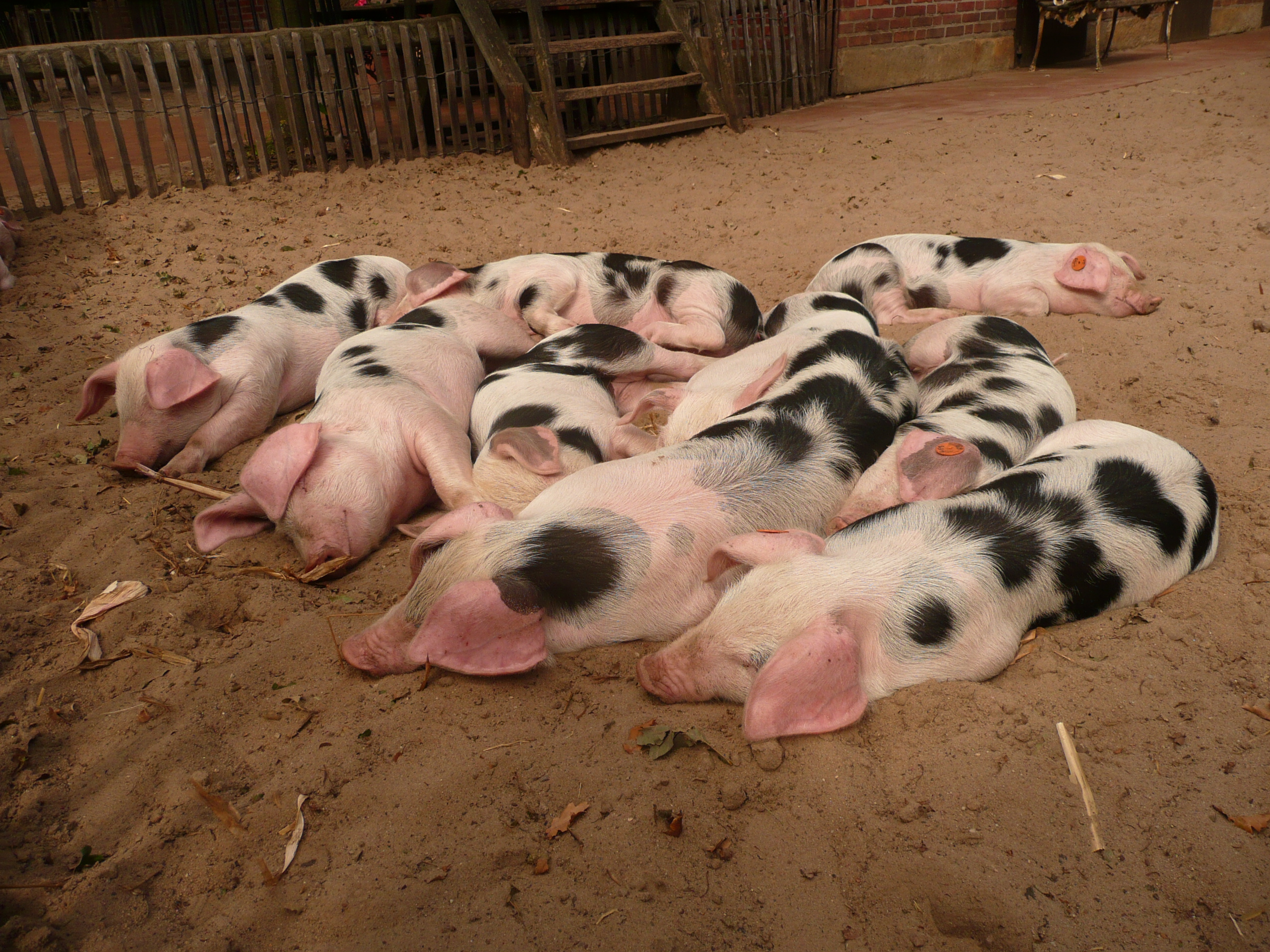 Bentheimer Landschwein