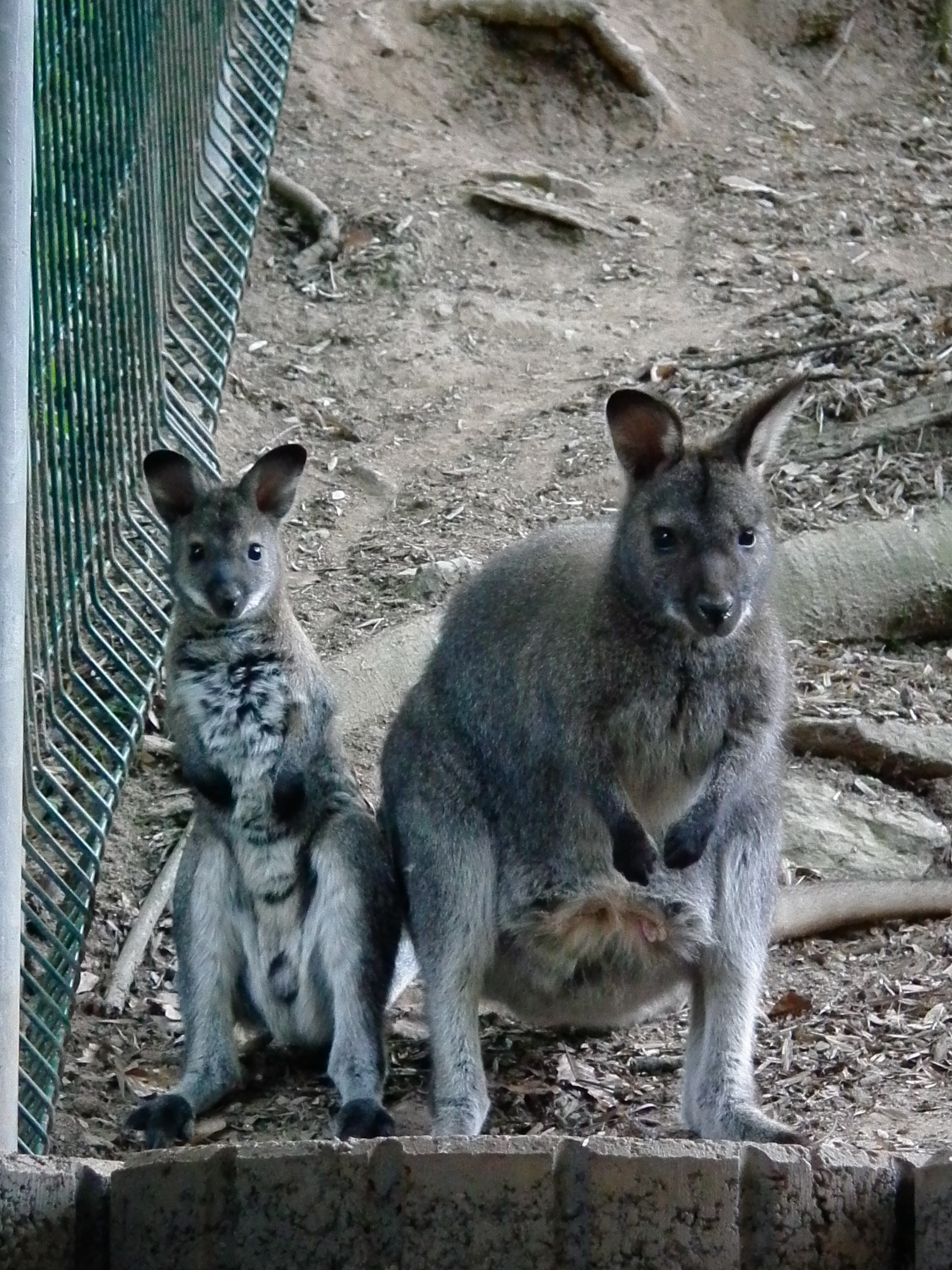 Bergtierpark Erlenbach Macropus rufogriseus