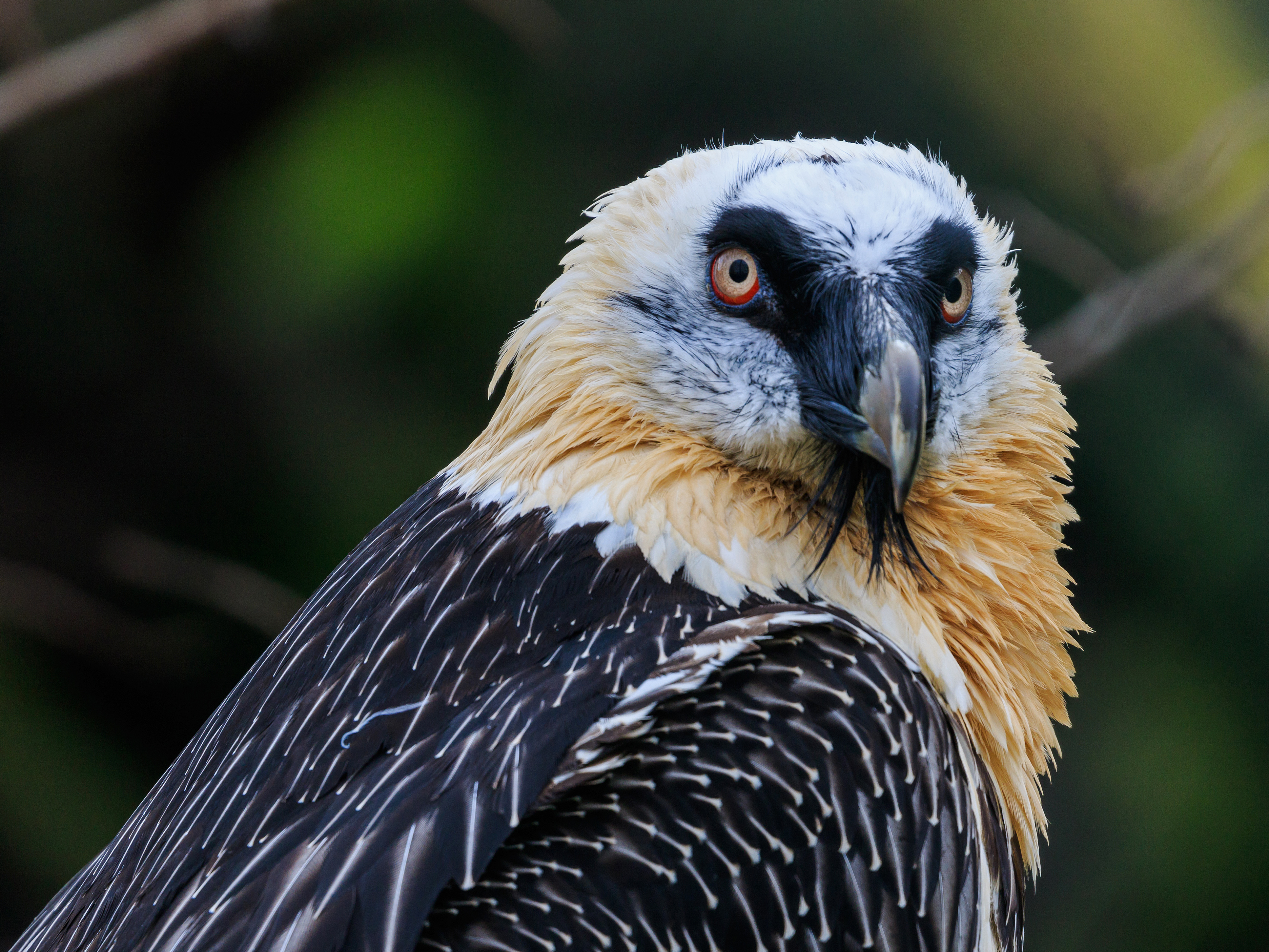 Berlin Tierpark Friedrichsfelde 12-2015 img16 Bearded vulture