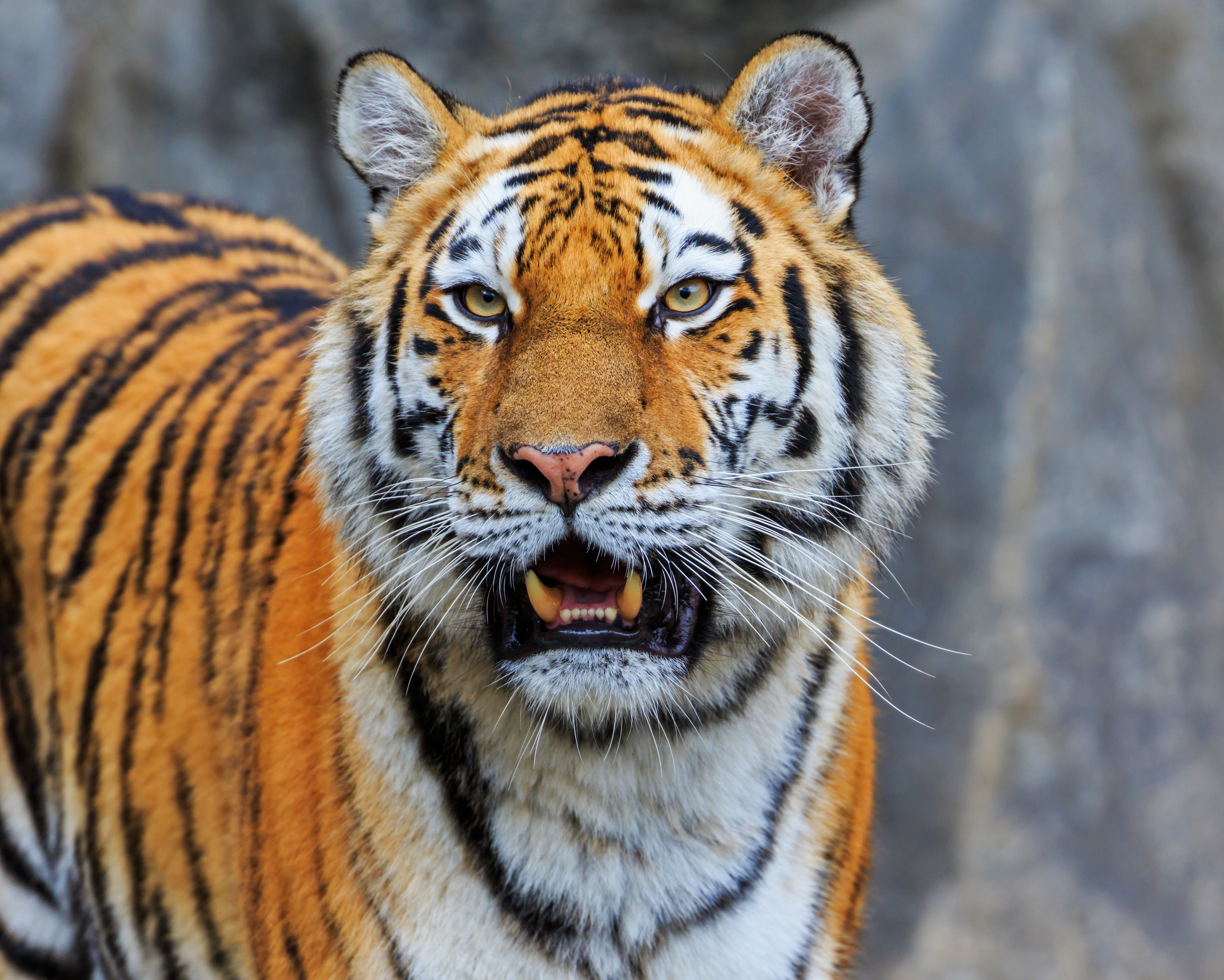 Berlin Tierpark Friedrichsfelde 12-2015 img25 Siberian tiger