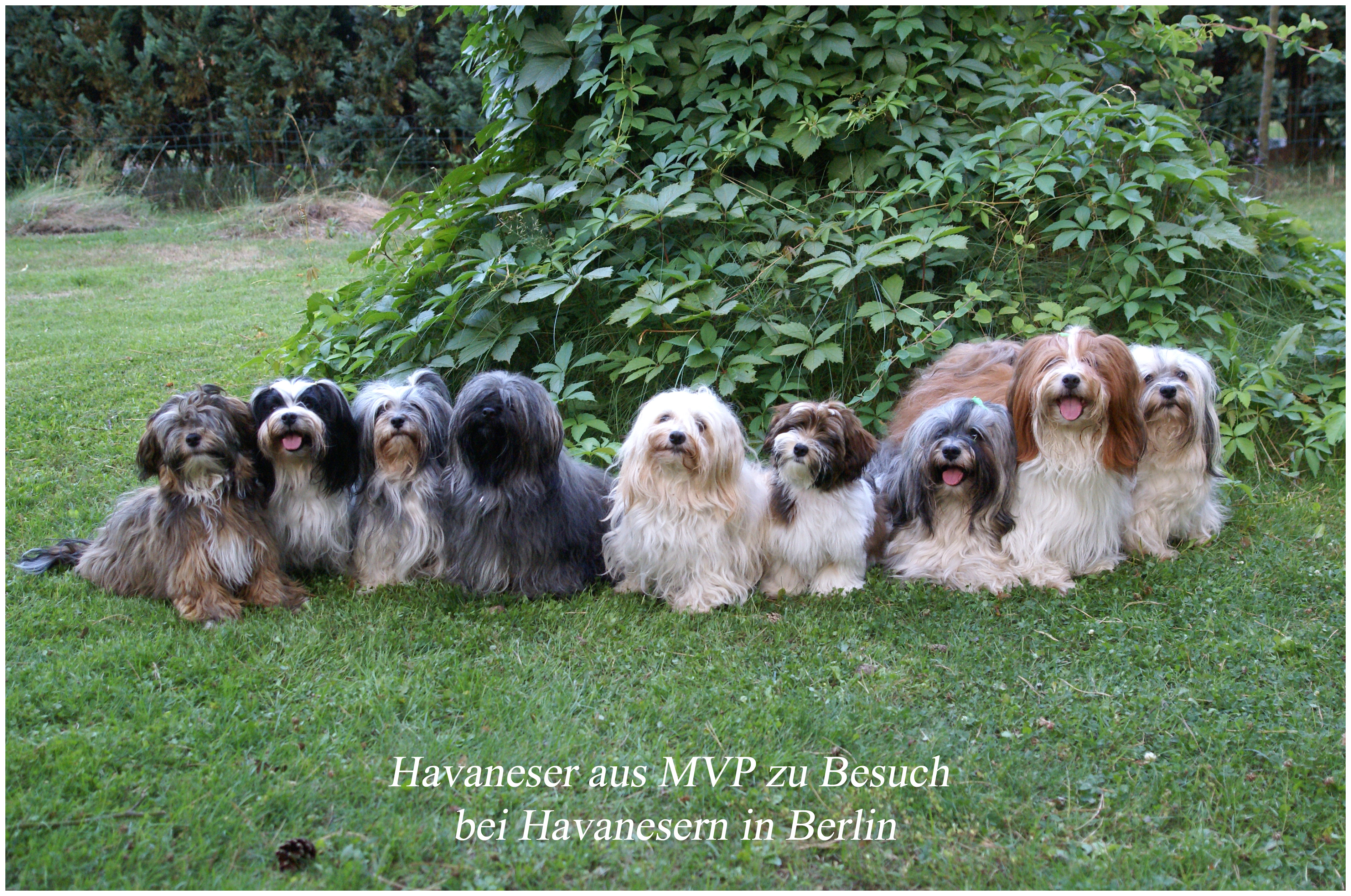 Bichon Havanais VDH-Zucht