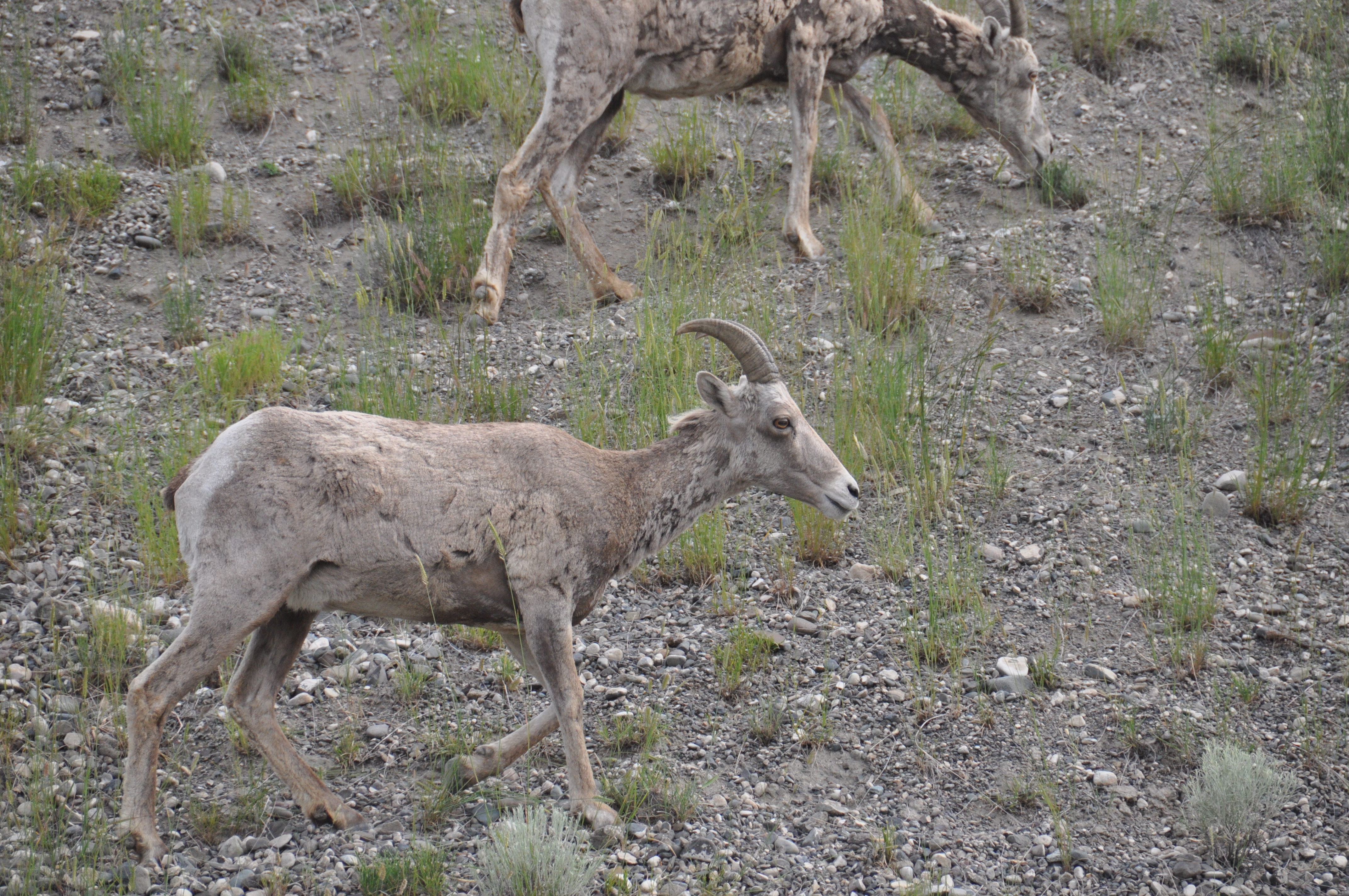 Bighorn 1