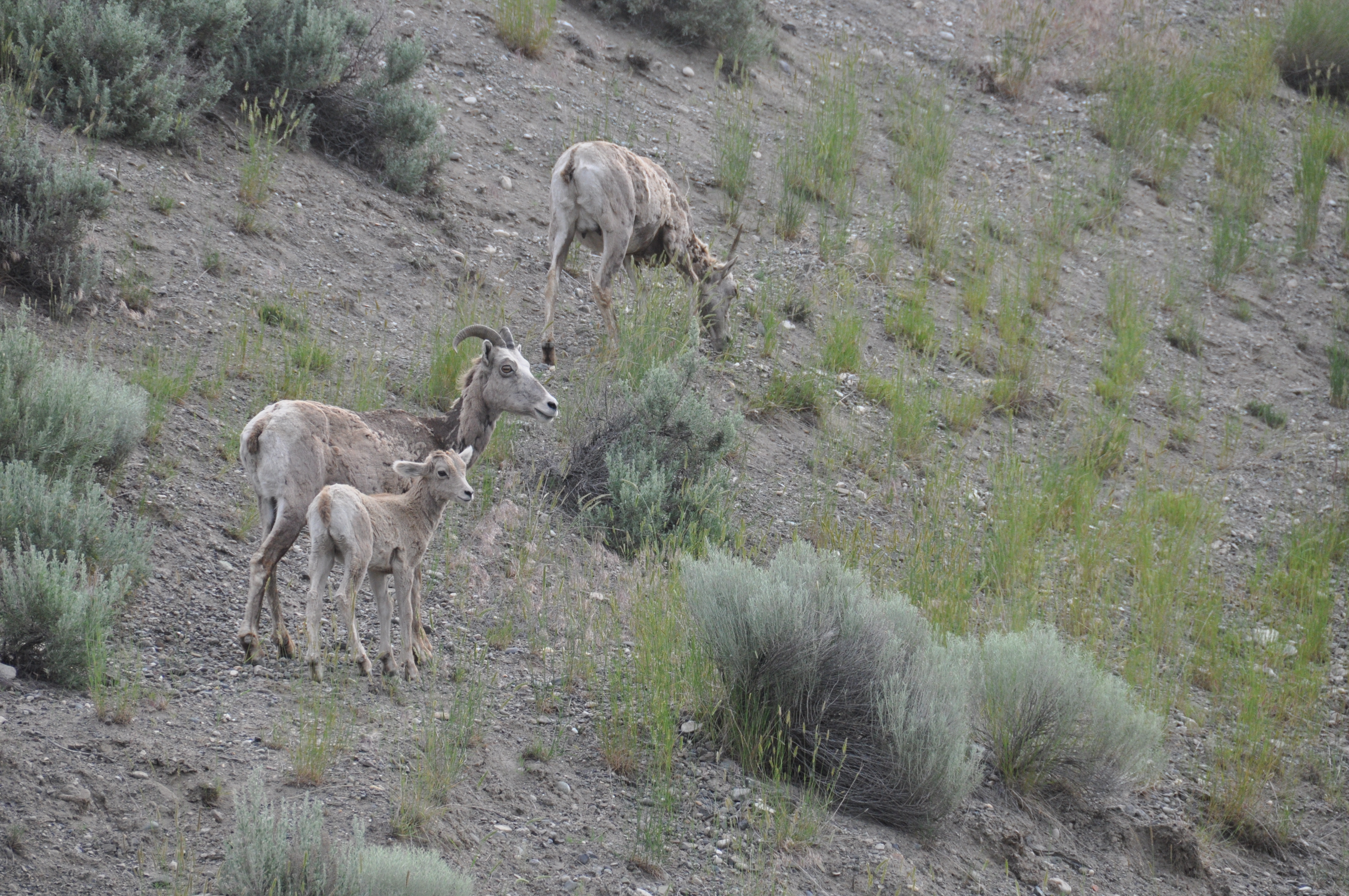 Bighorn 2