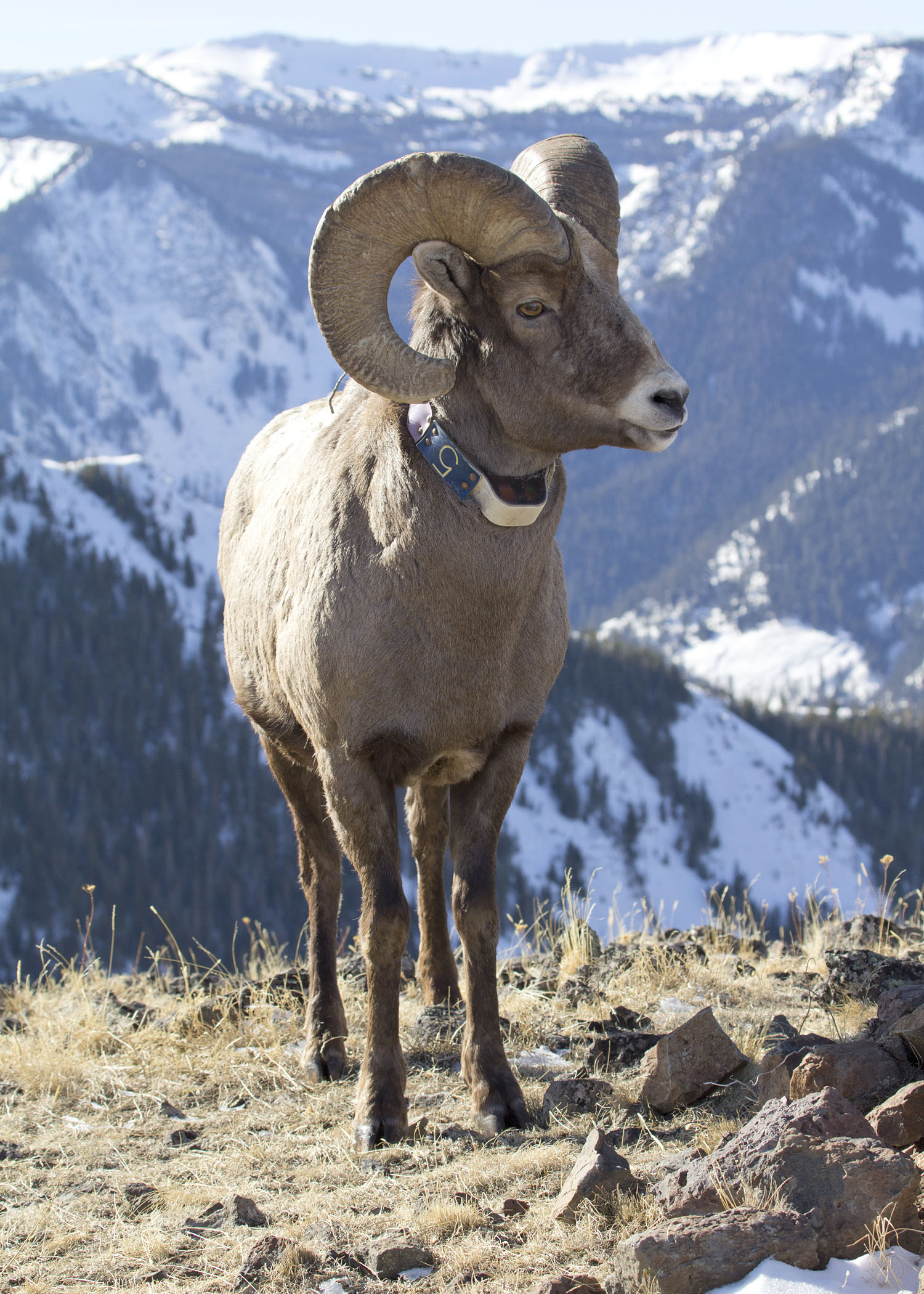 Bighorn Lostine 6 myatt odfw (7591225534)