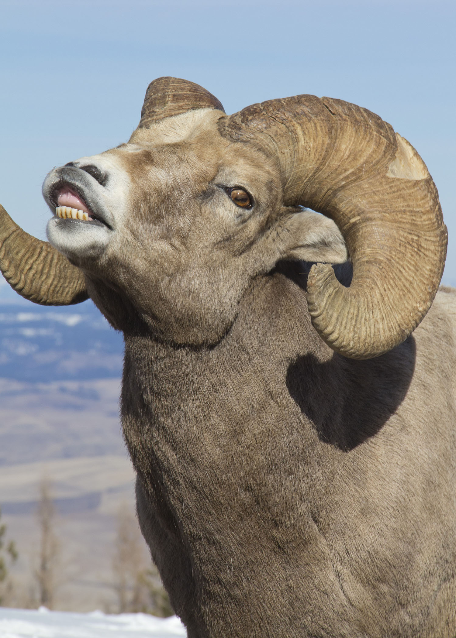 Bighorn Lostine myatt odfw (7591225188)