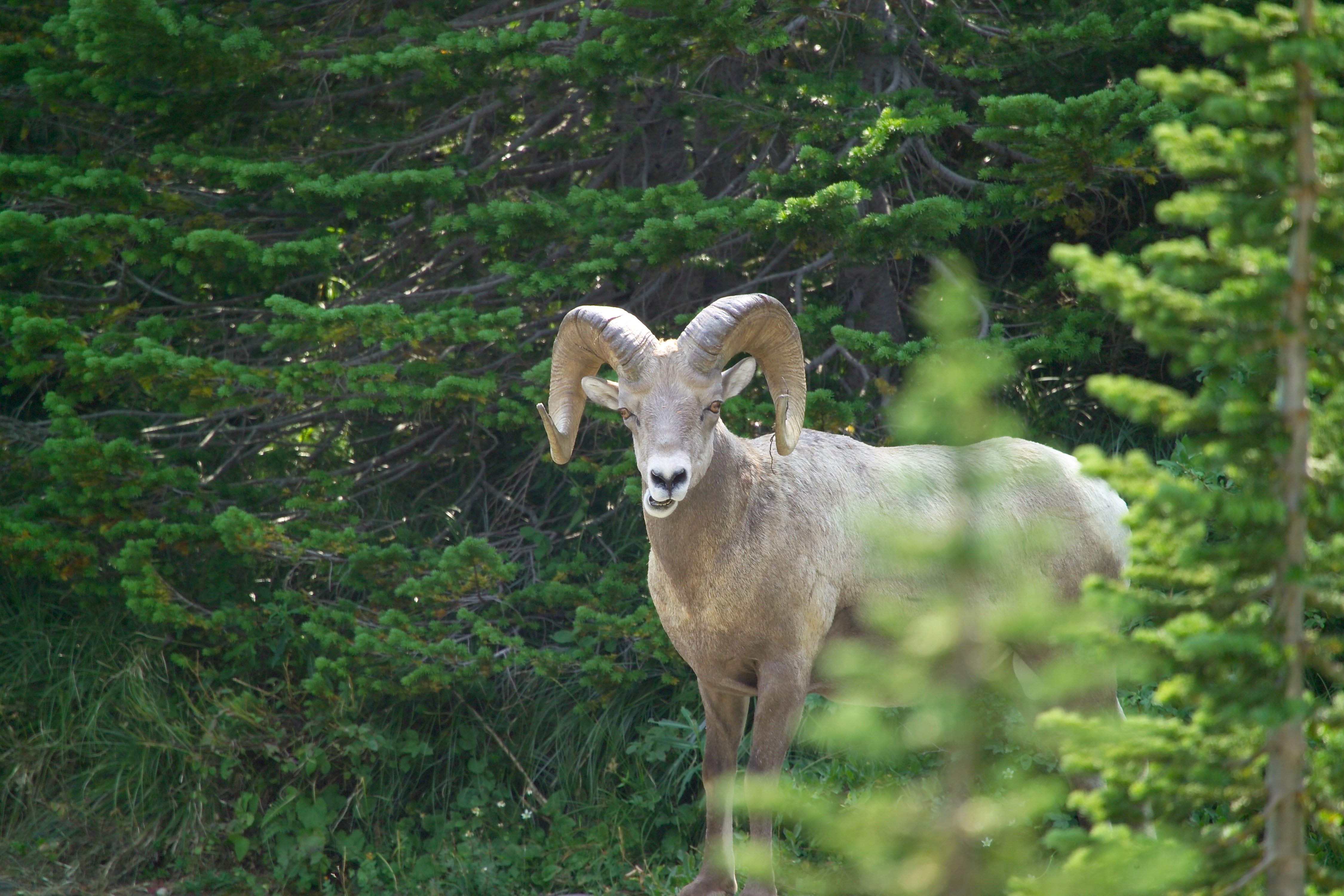 Bighorn ram (4497451343)