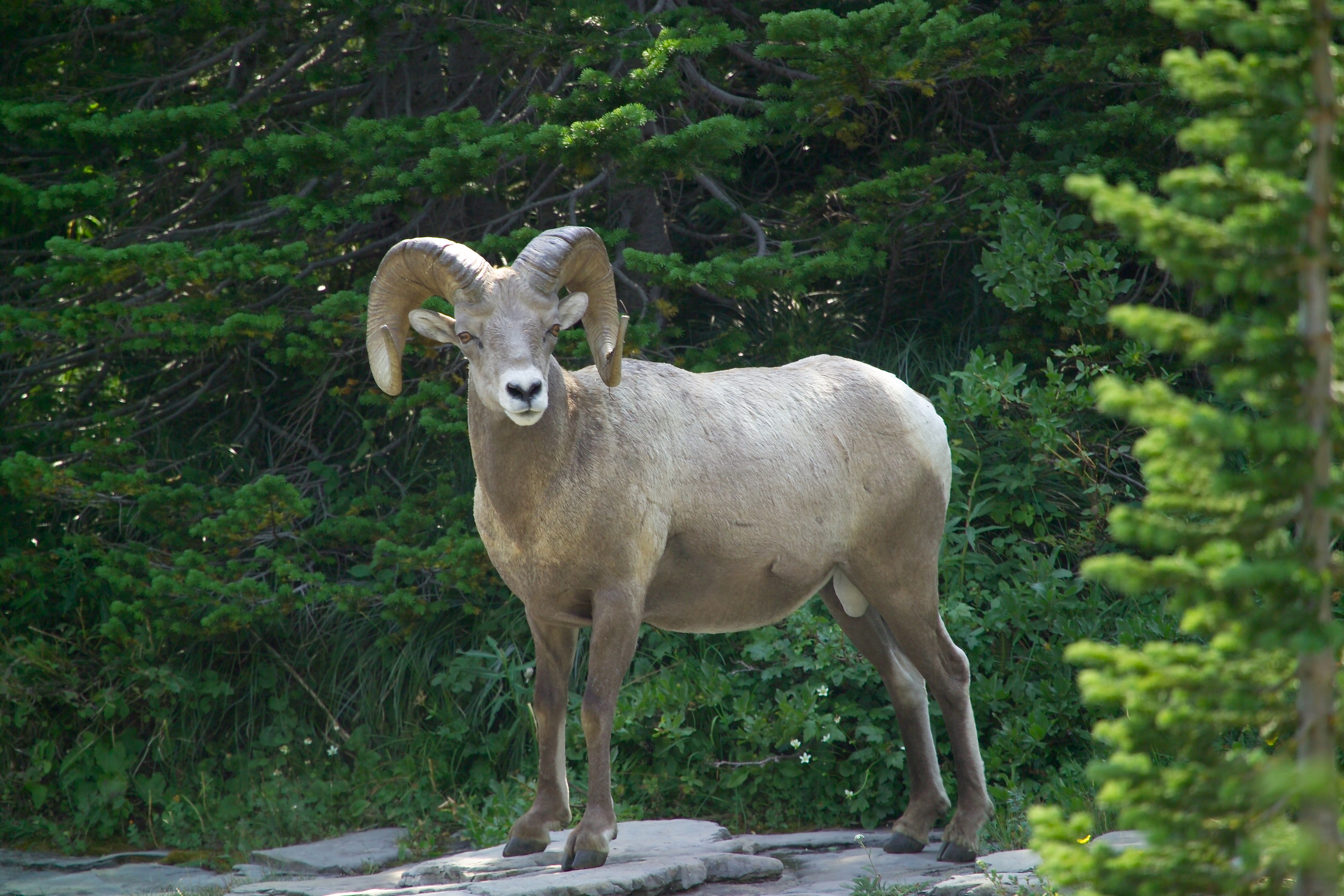 Bighorn ram (4497466833)
