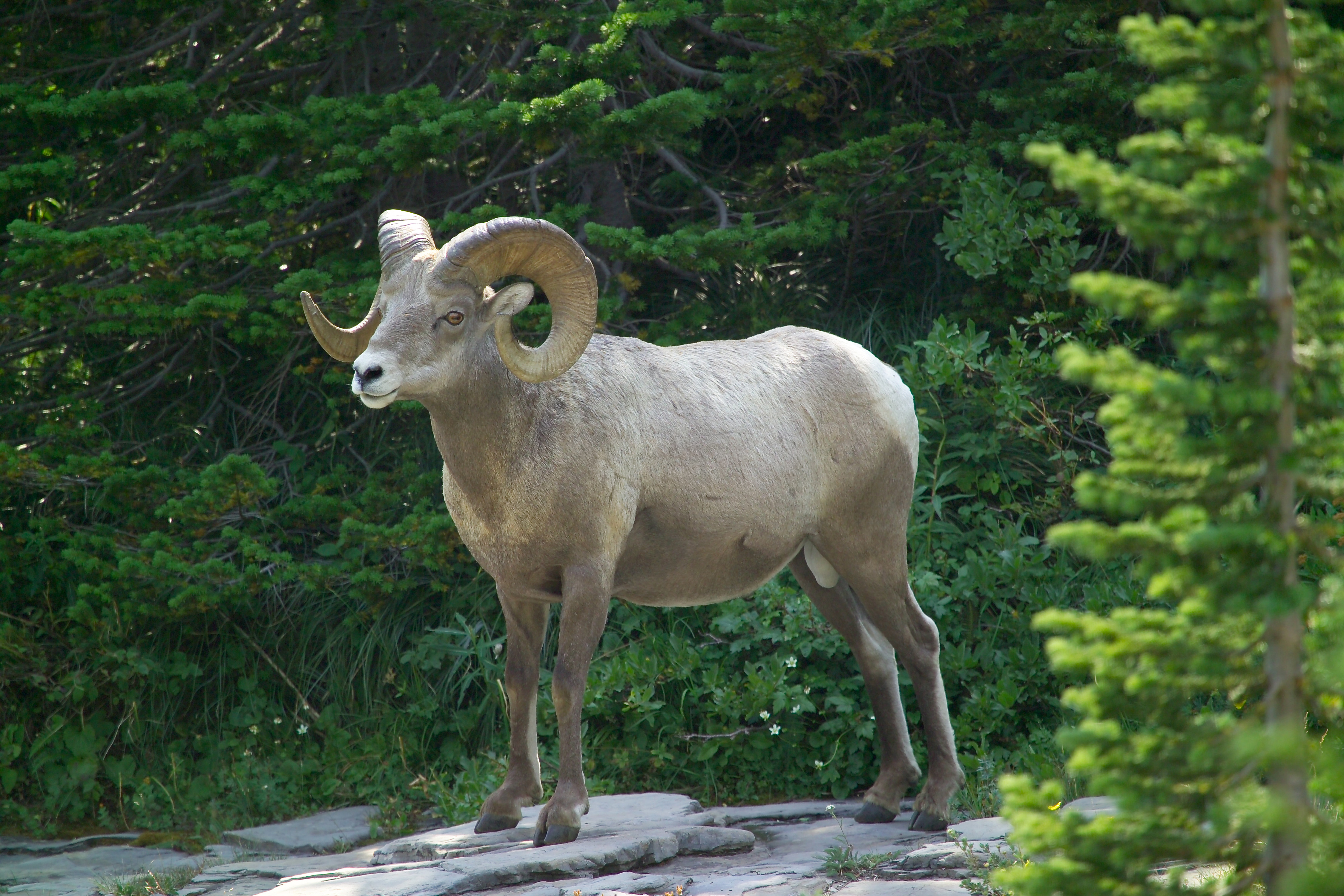 Bighorn ram (4498094674)