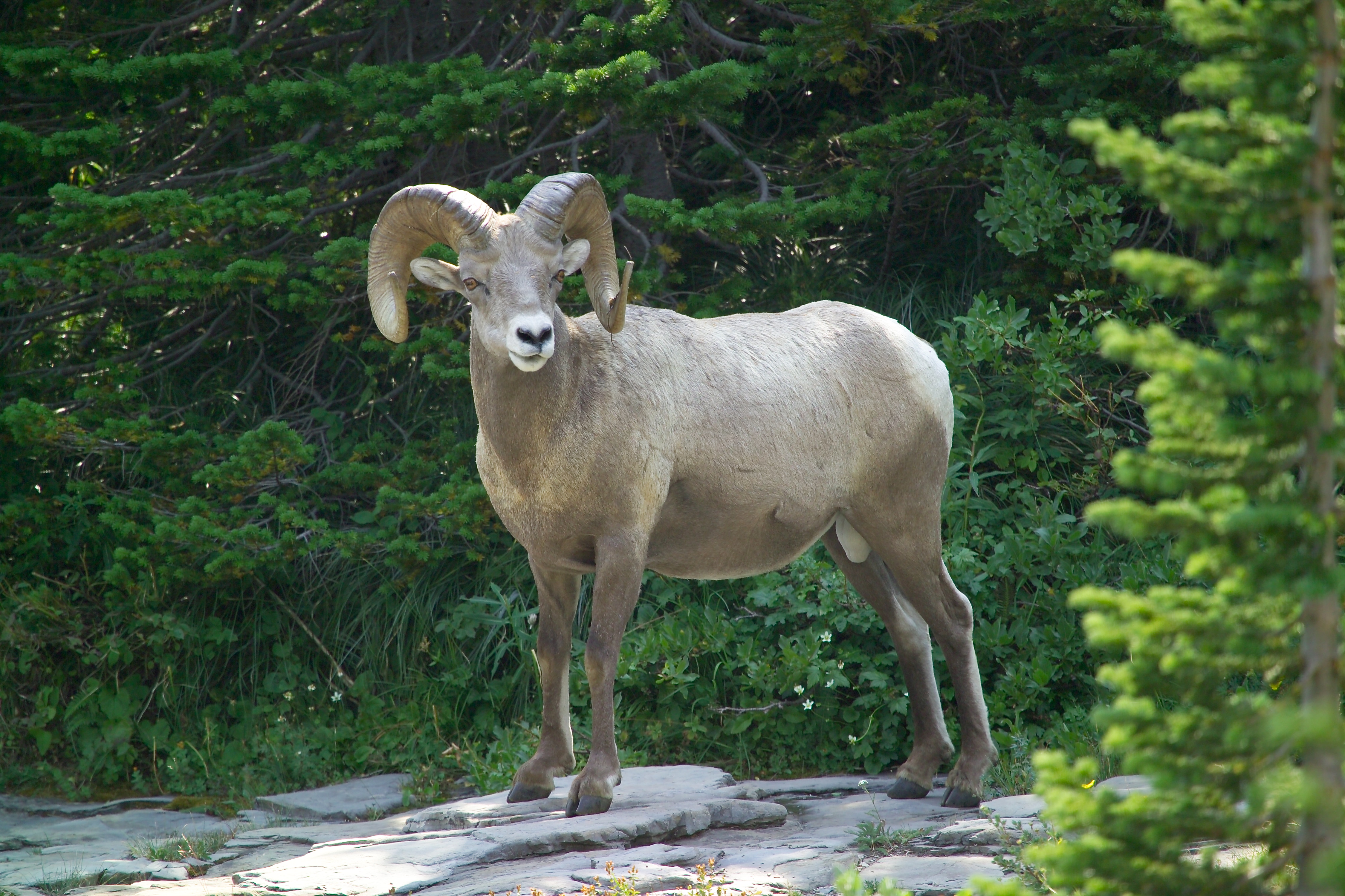 Bighorn ram (4498099172)