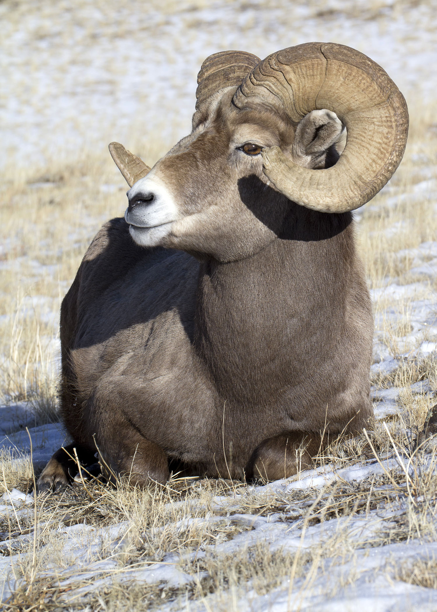Bighorn Ram Lostine 3 myatt odfw (7591224870)