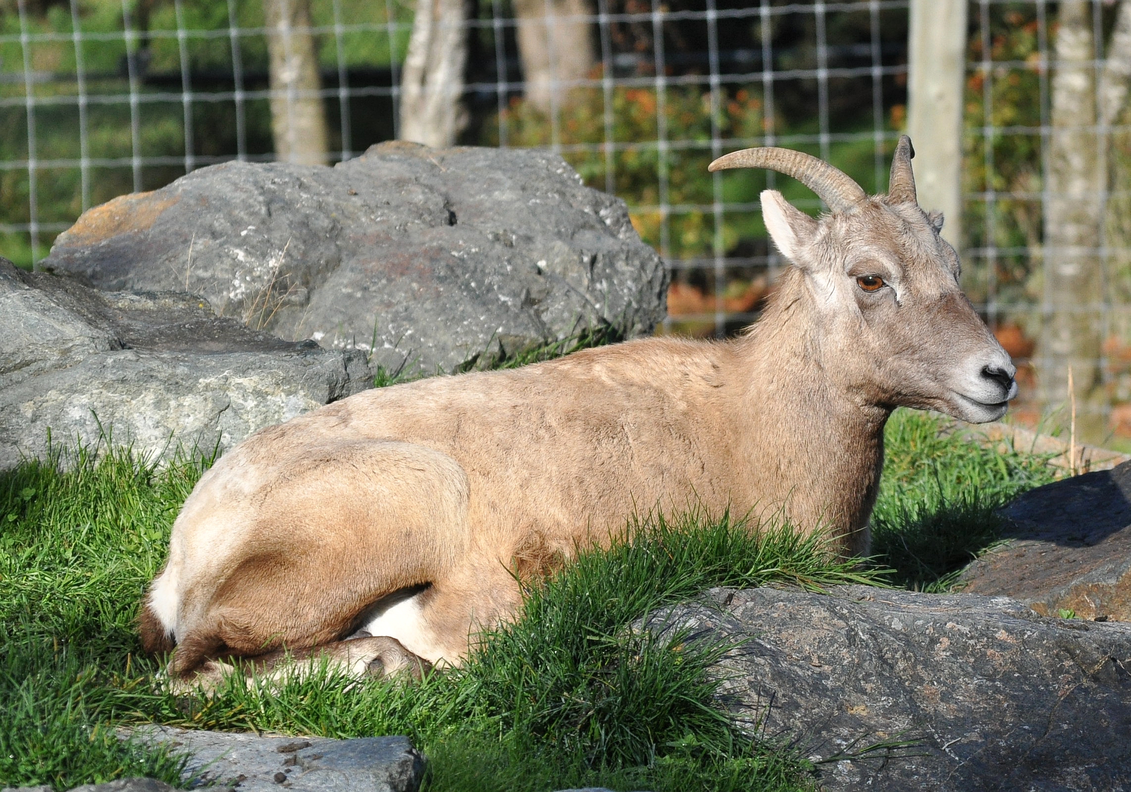 Bighorn sheep (Ovis canadensis)