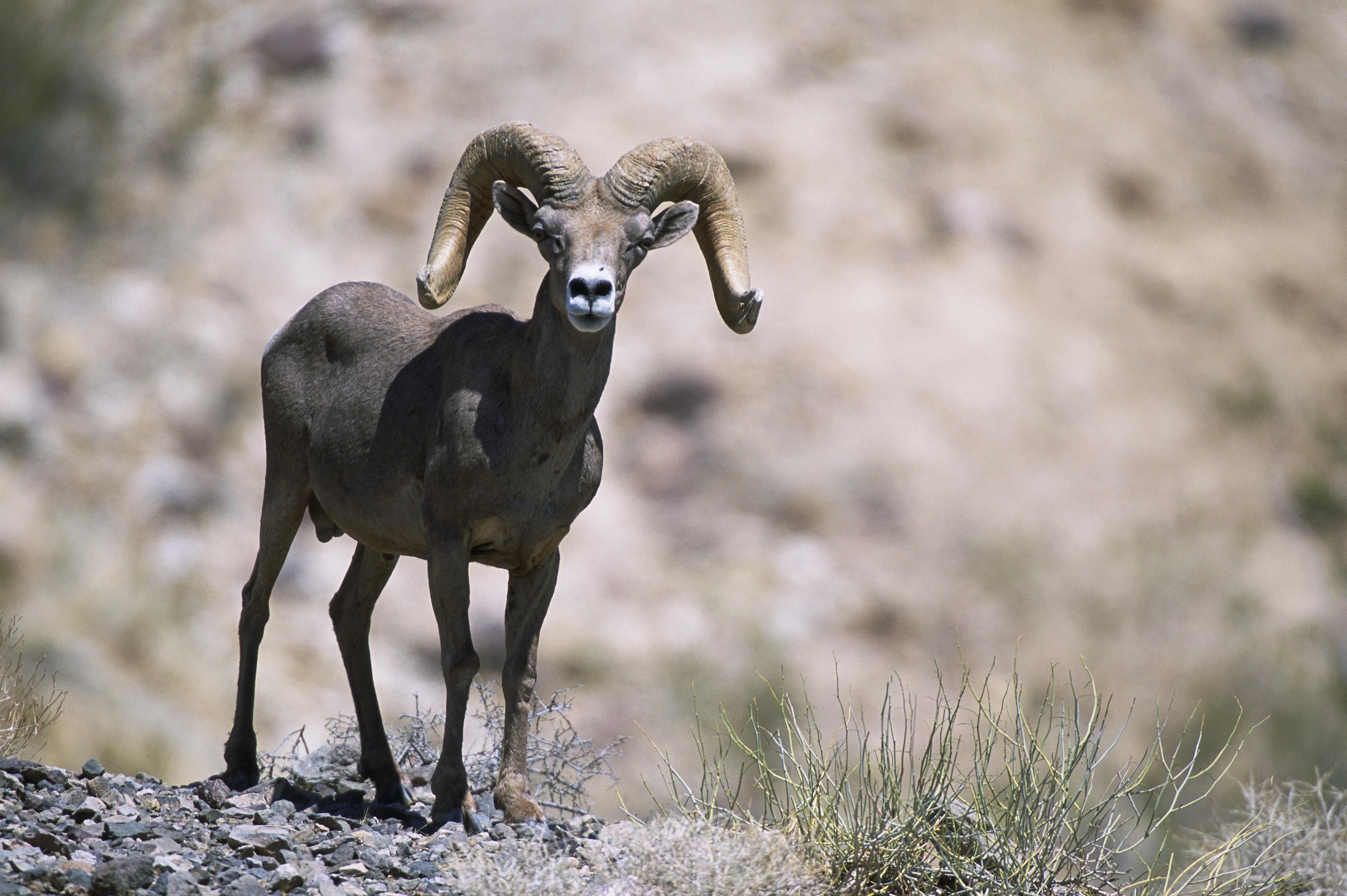 Bighorn sheep close up female