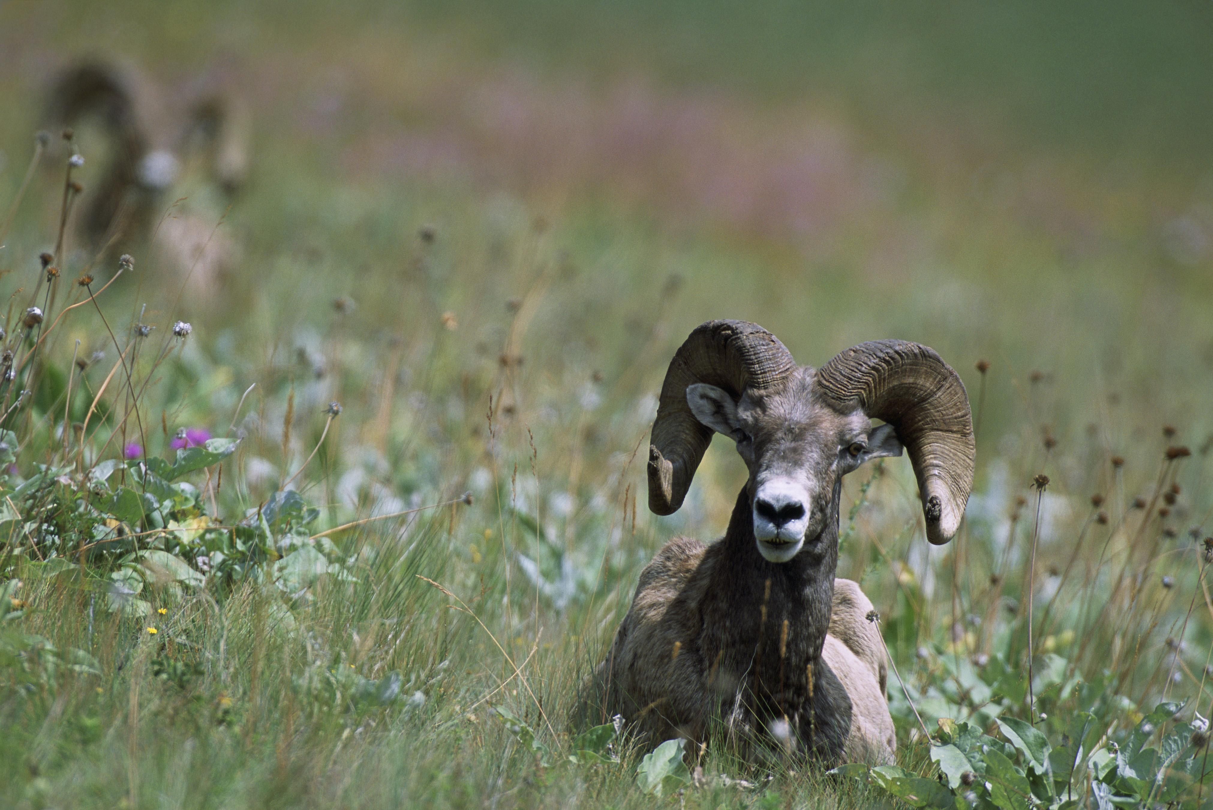 Bighorn sheep ovis canadensis