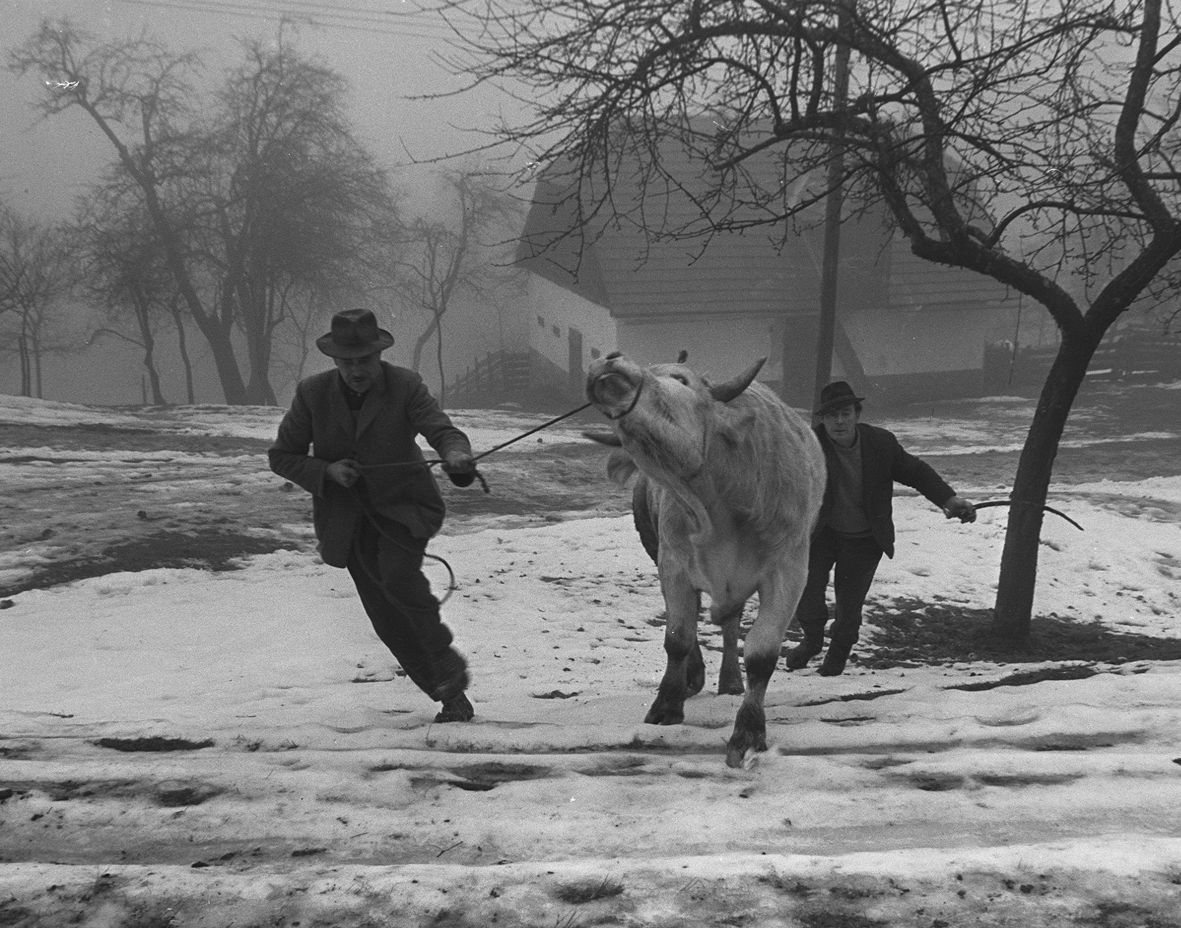 Bik 1967