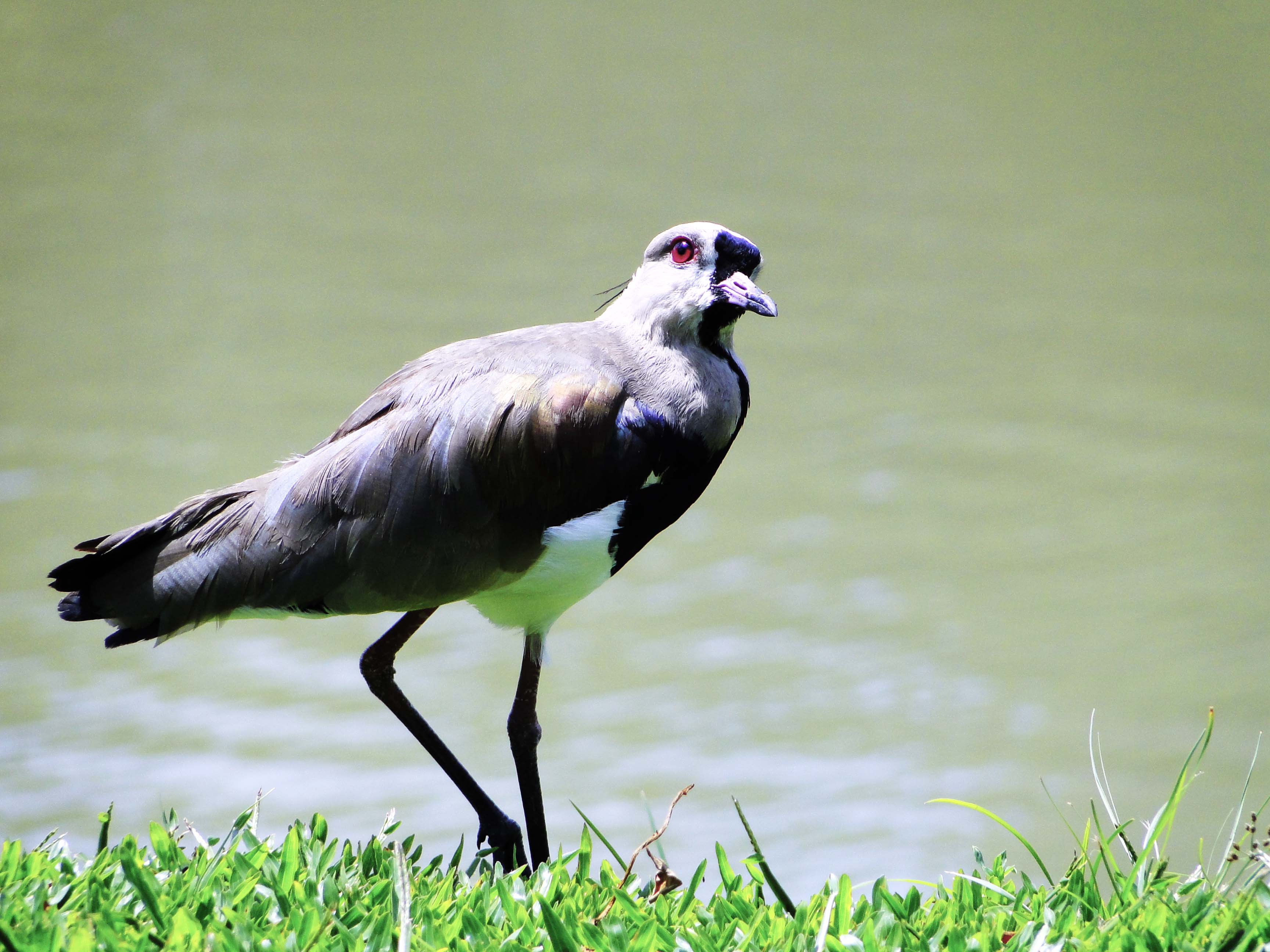 Bird in Brazil by Augusto Janiski Junior - Flickr - AUGUSTO JANISKI JUNIOR (1)