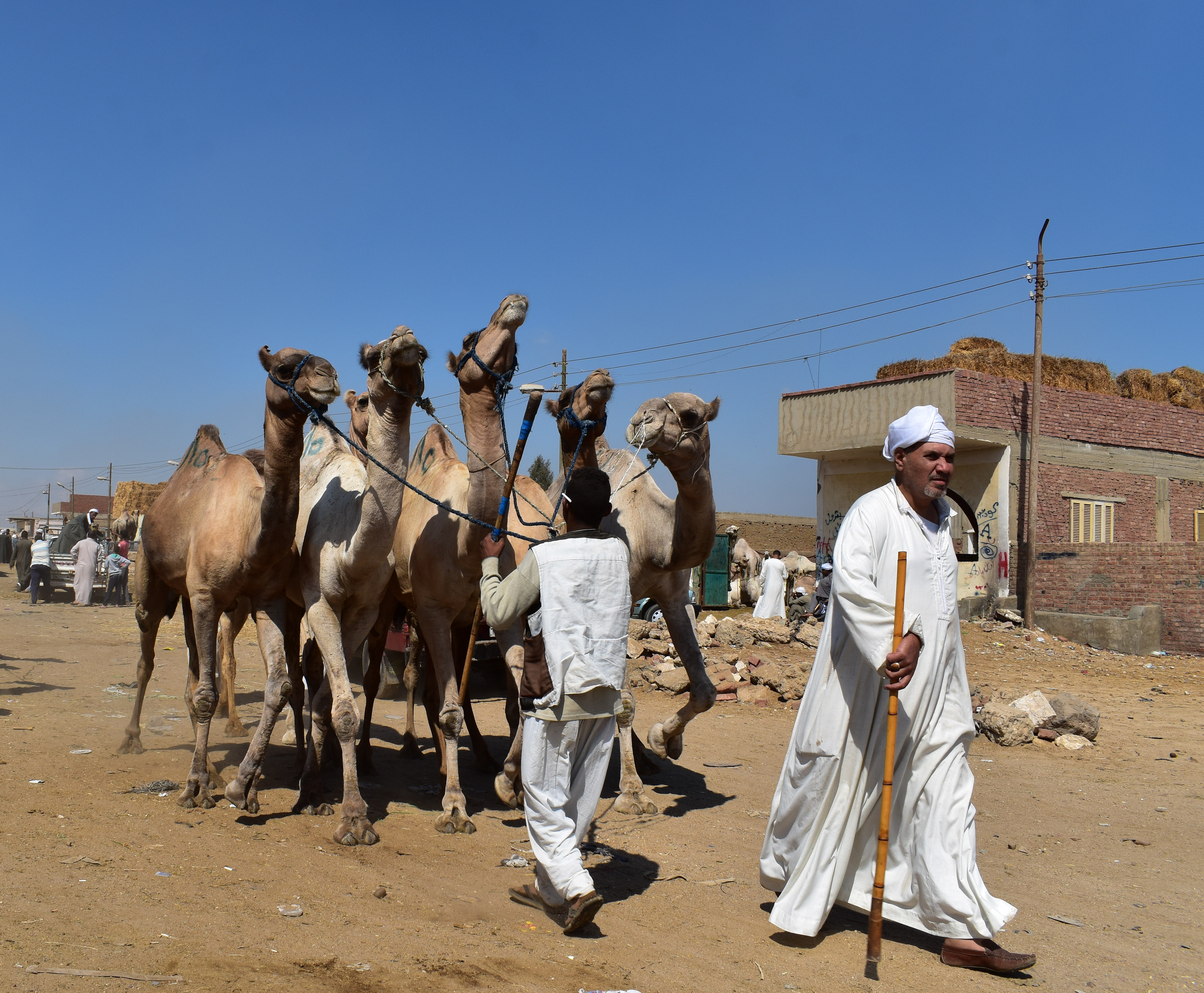 Birqash Camel Market in 2017, photo by Hatem Moushir 109
