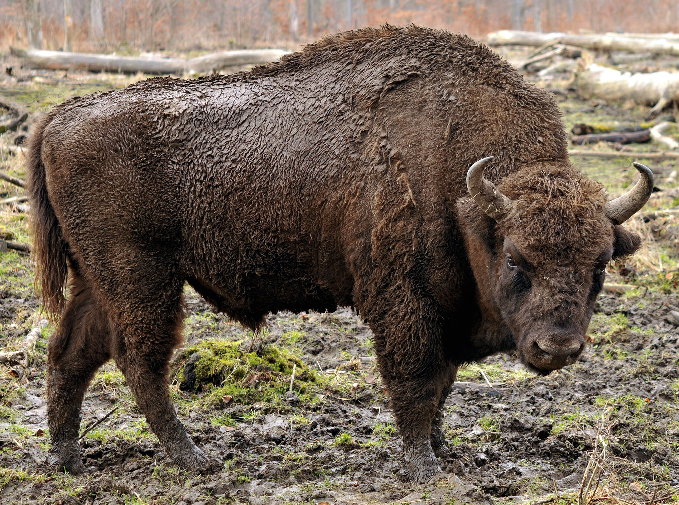 Bison bonasus (Linnaeus 1758) cropped