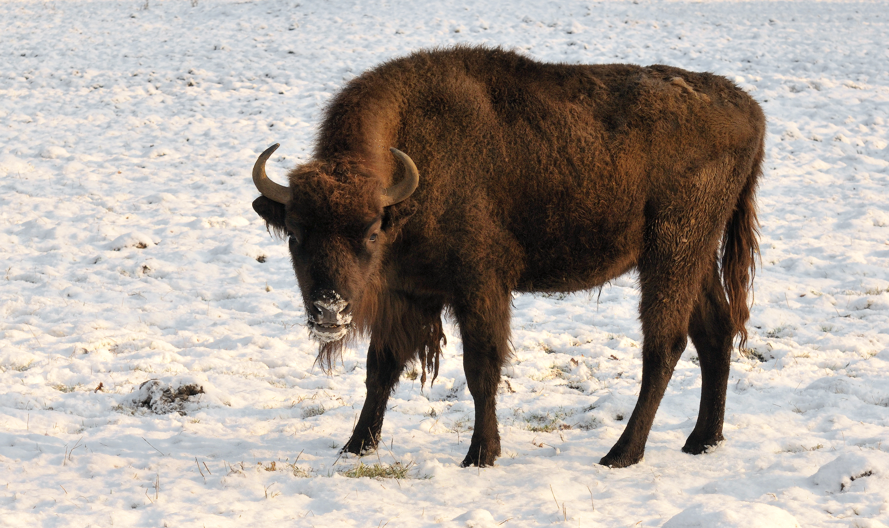 Bison bonasus bonasus