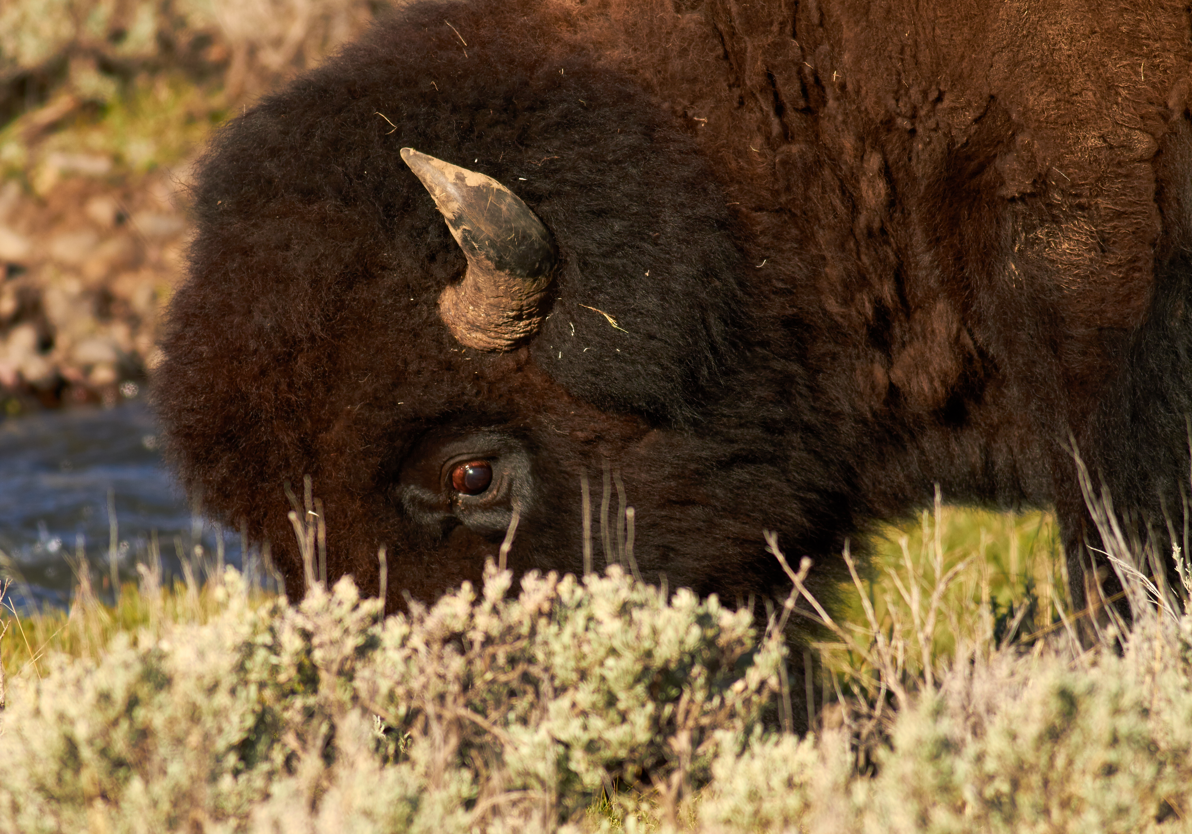 Bison bull headshot