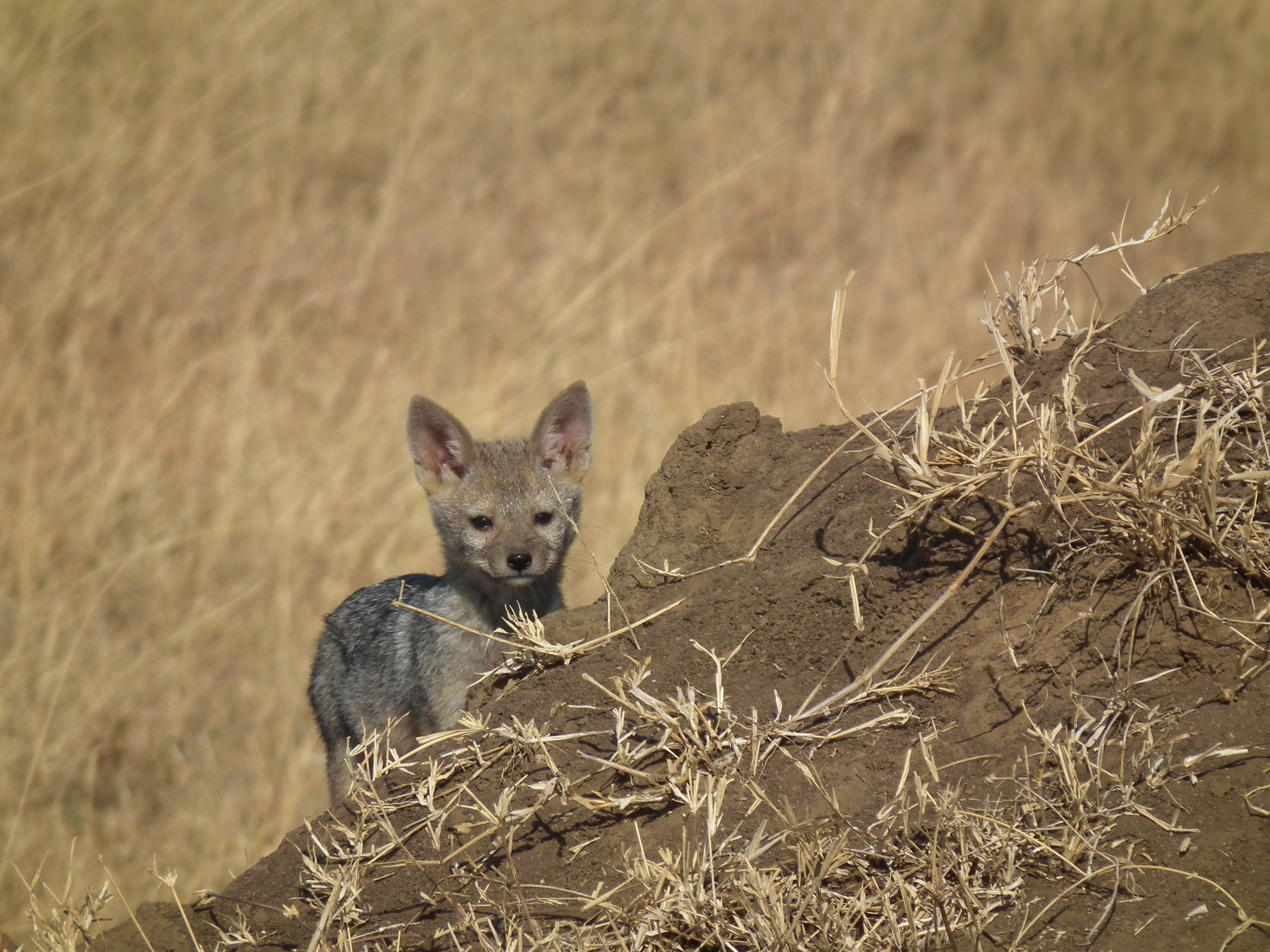 Black-backed Jackal Canis mesomelas in Tanzania 3512 Nevit