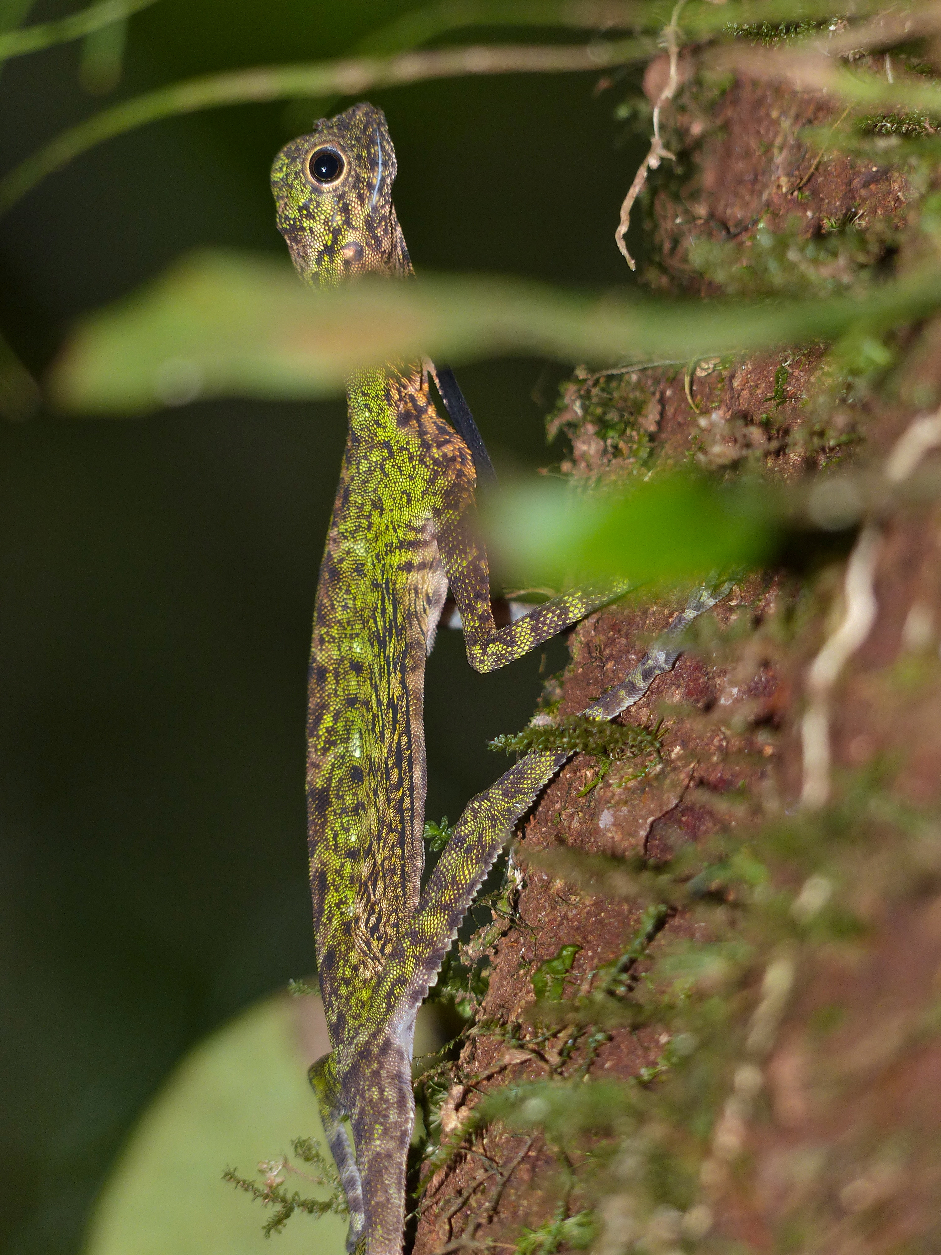 Black-barbed Flying Dragon (Draco melanopogon) male (15316304310)