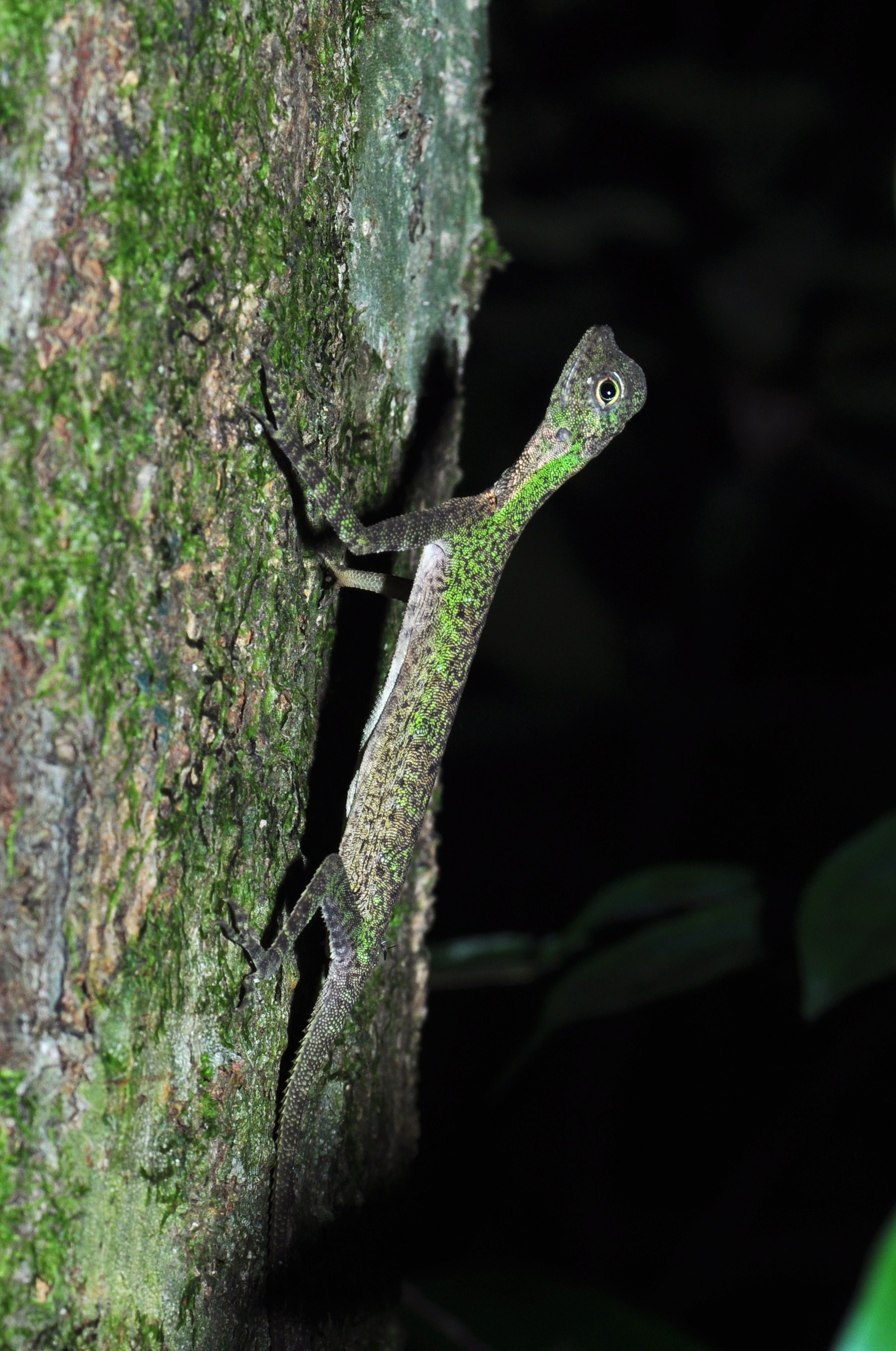 Black-bearded Gliding Lizard (8448522932)