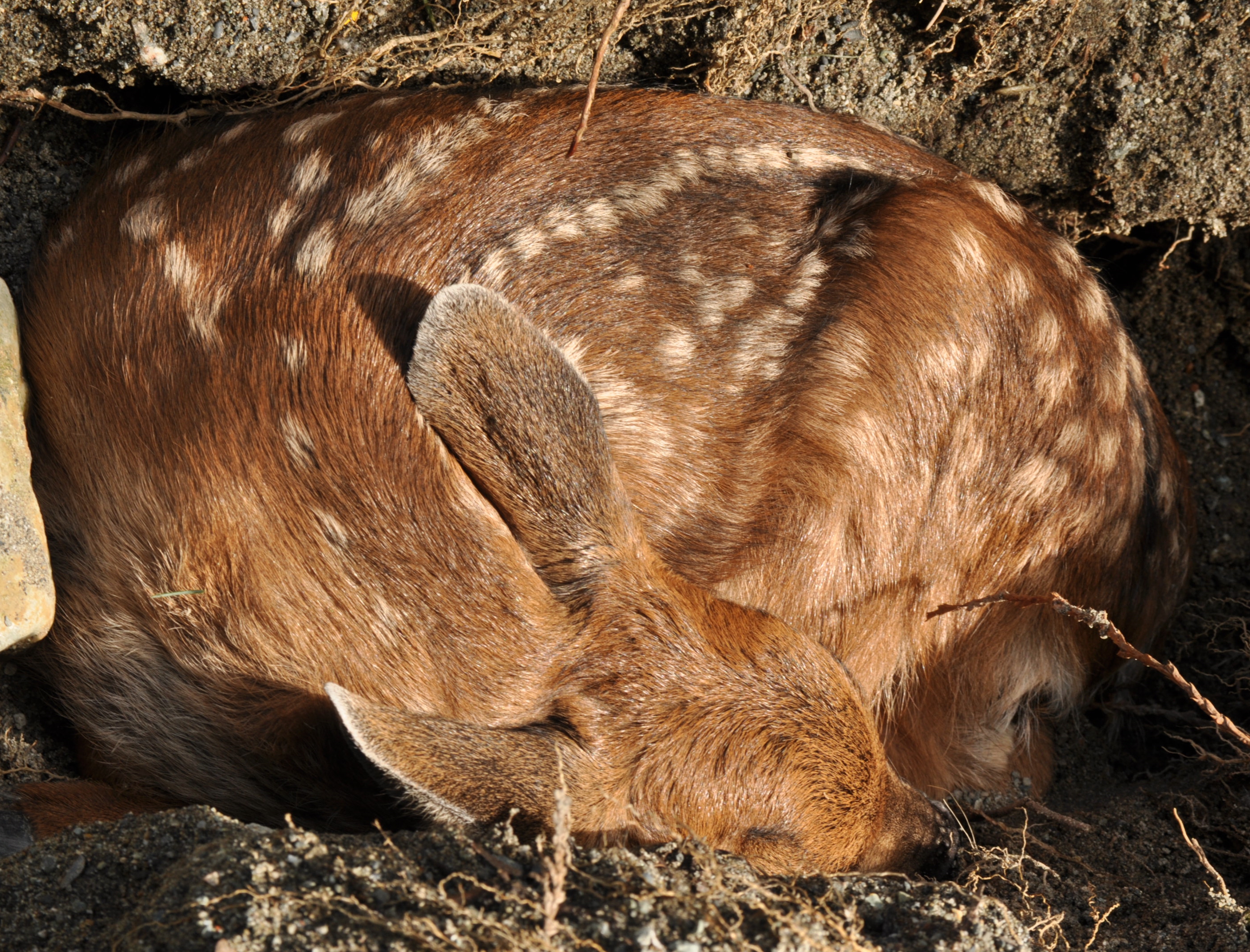 Black-tailed Deer