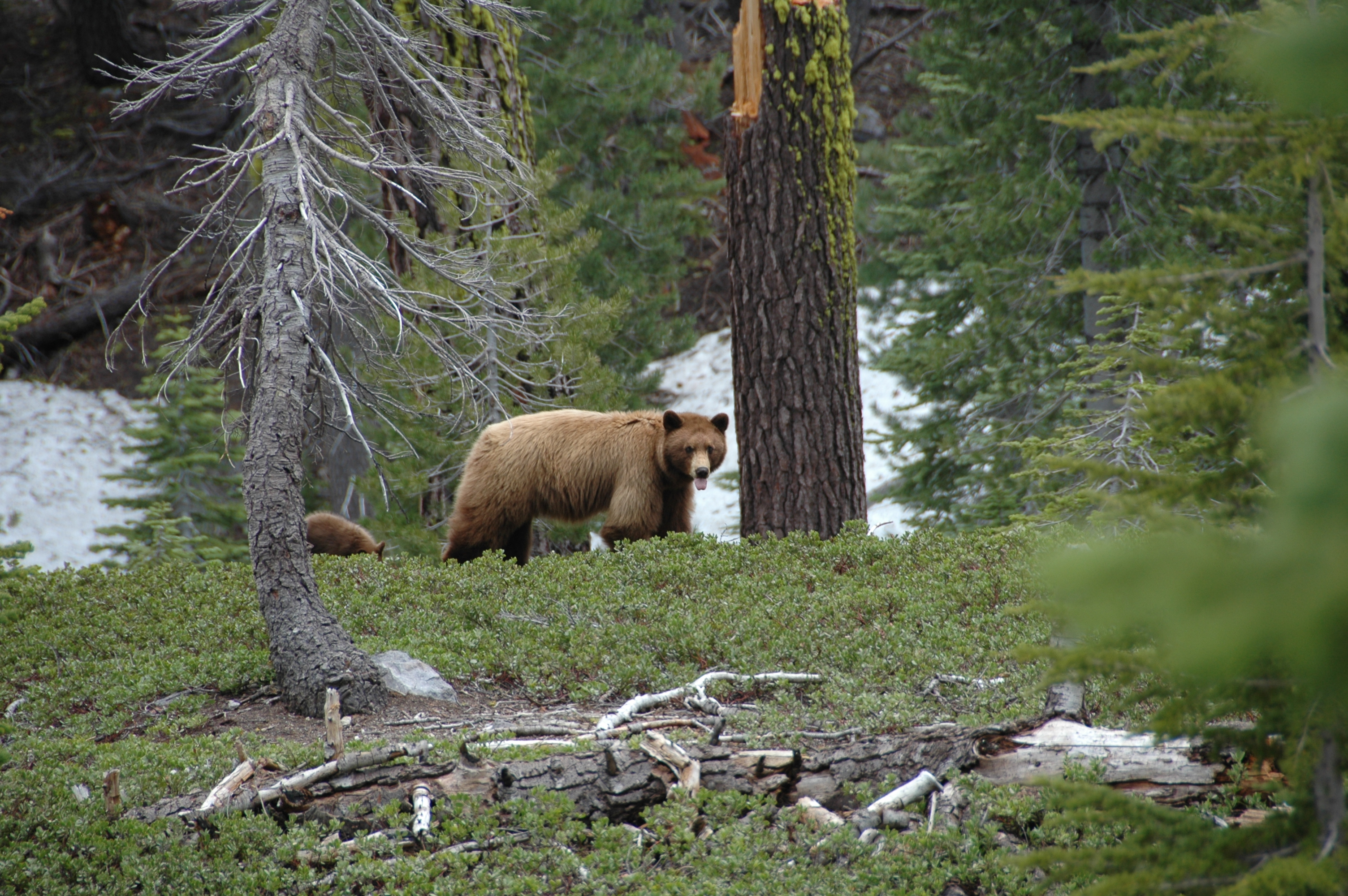 Black Bear and Cub- Ursus americanus (9403812356)
