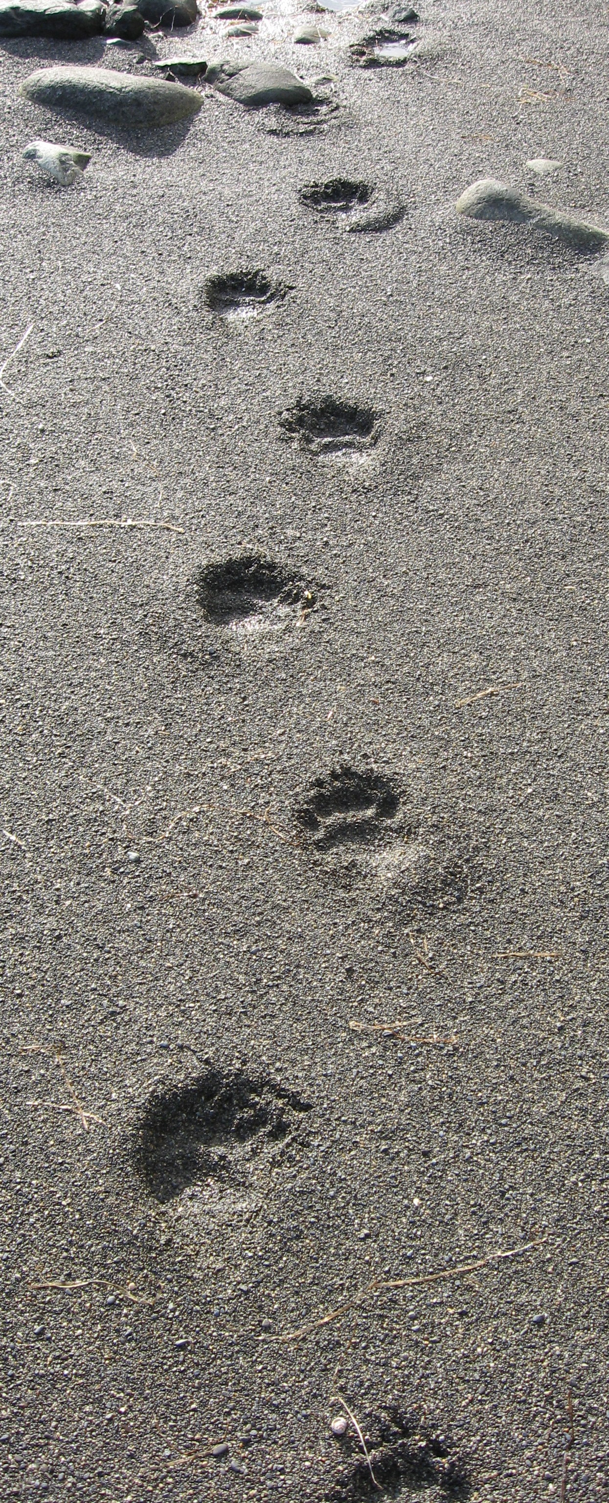 Black bear tracks