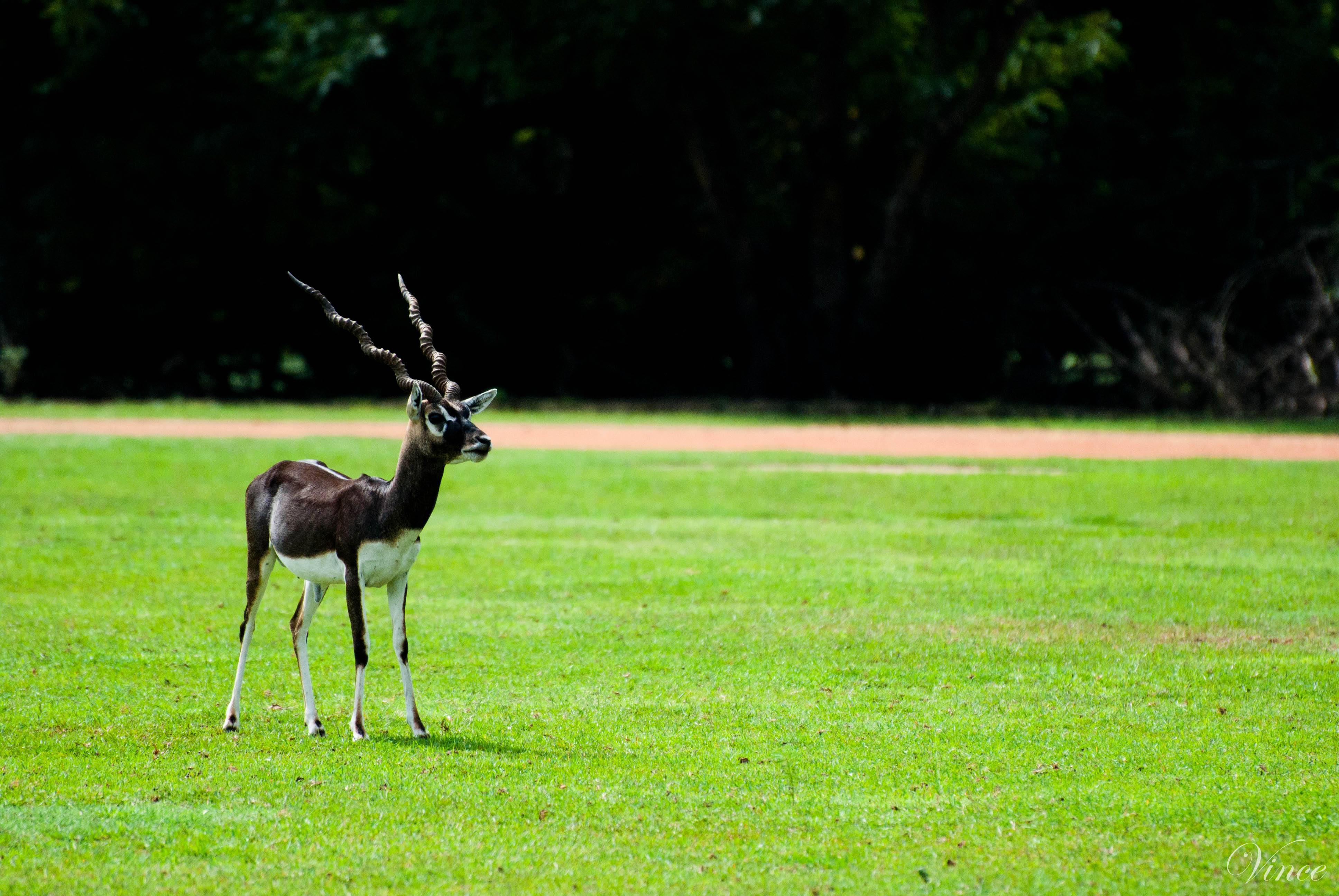 Black Buck, India