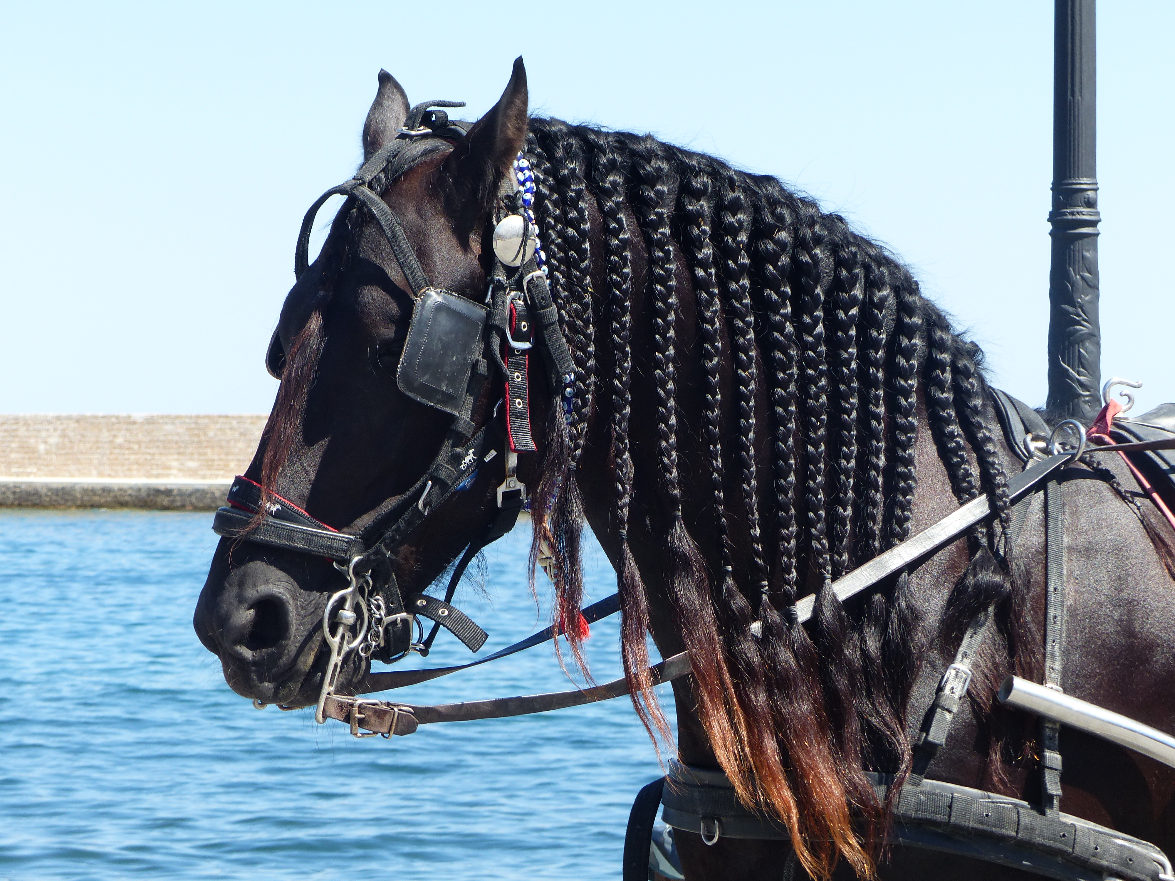 Black carriage horse head in Chania, Creta