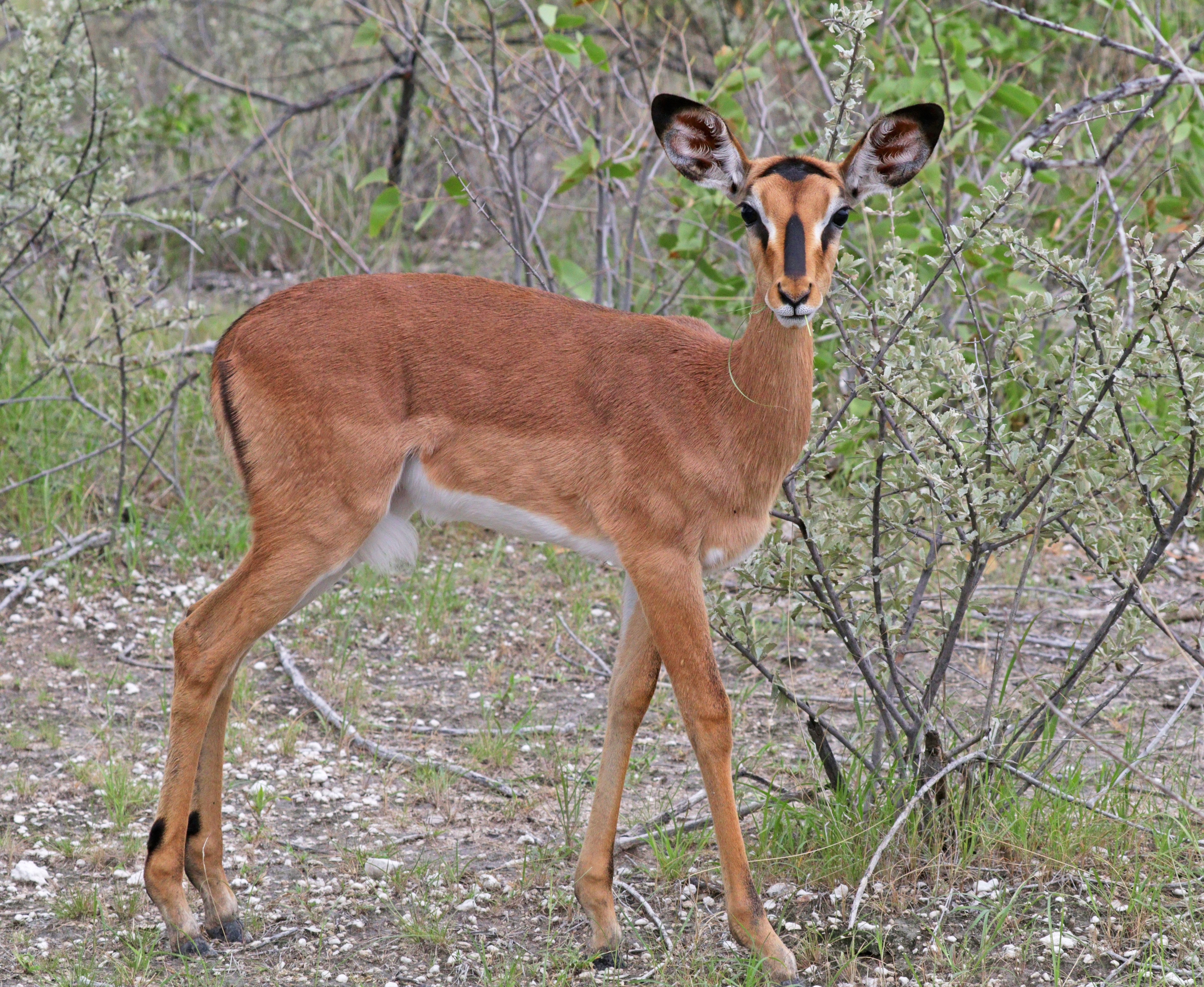 Black-faced impala (Aepyceros melampus petersi) female