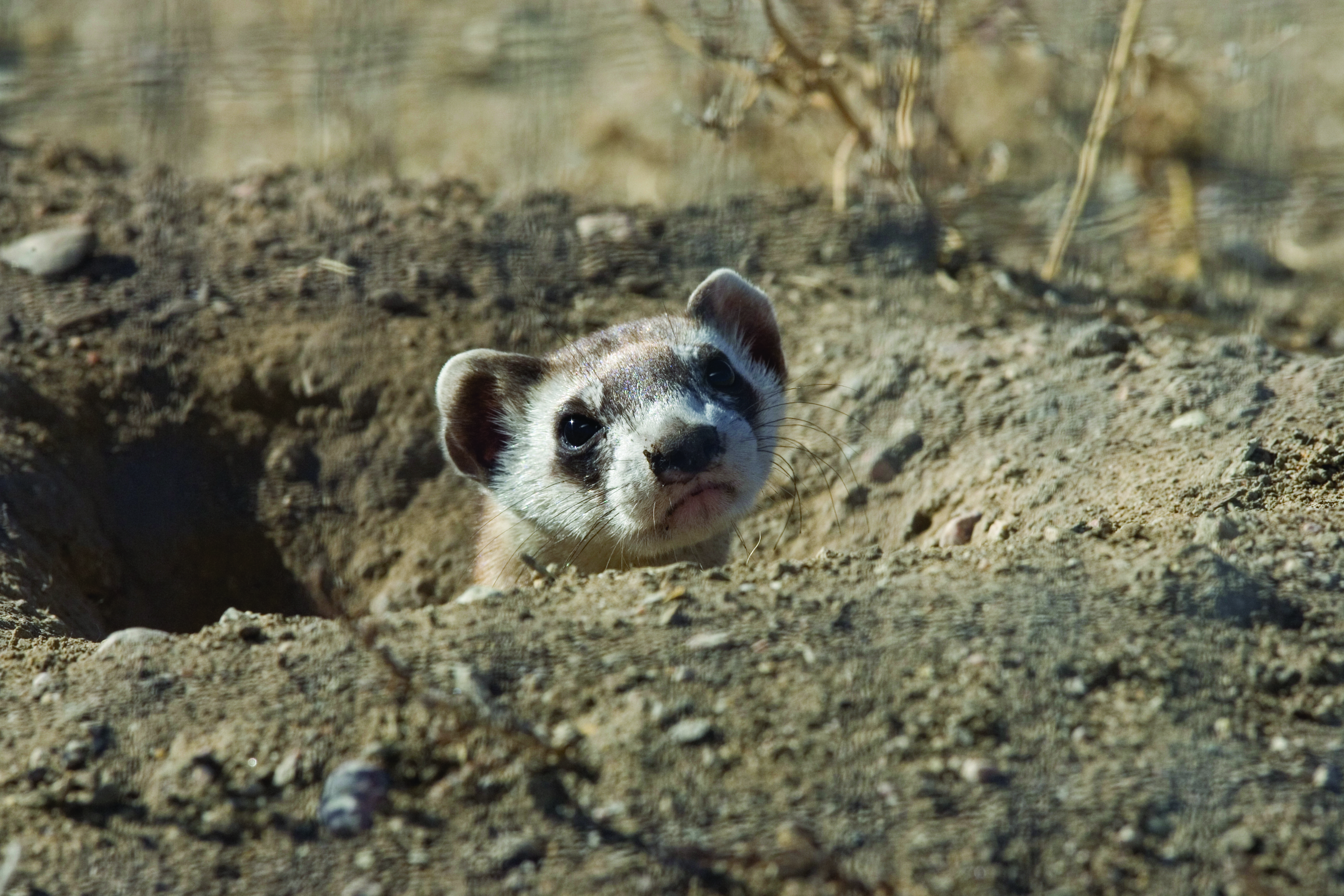 Black-footed Ferret (7211734760)
