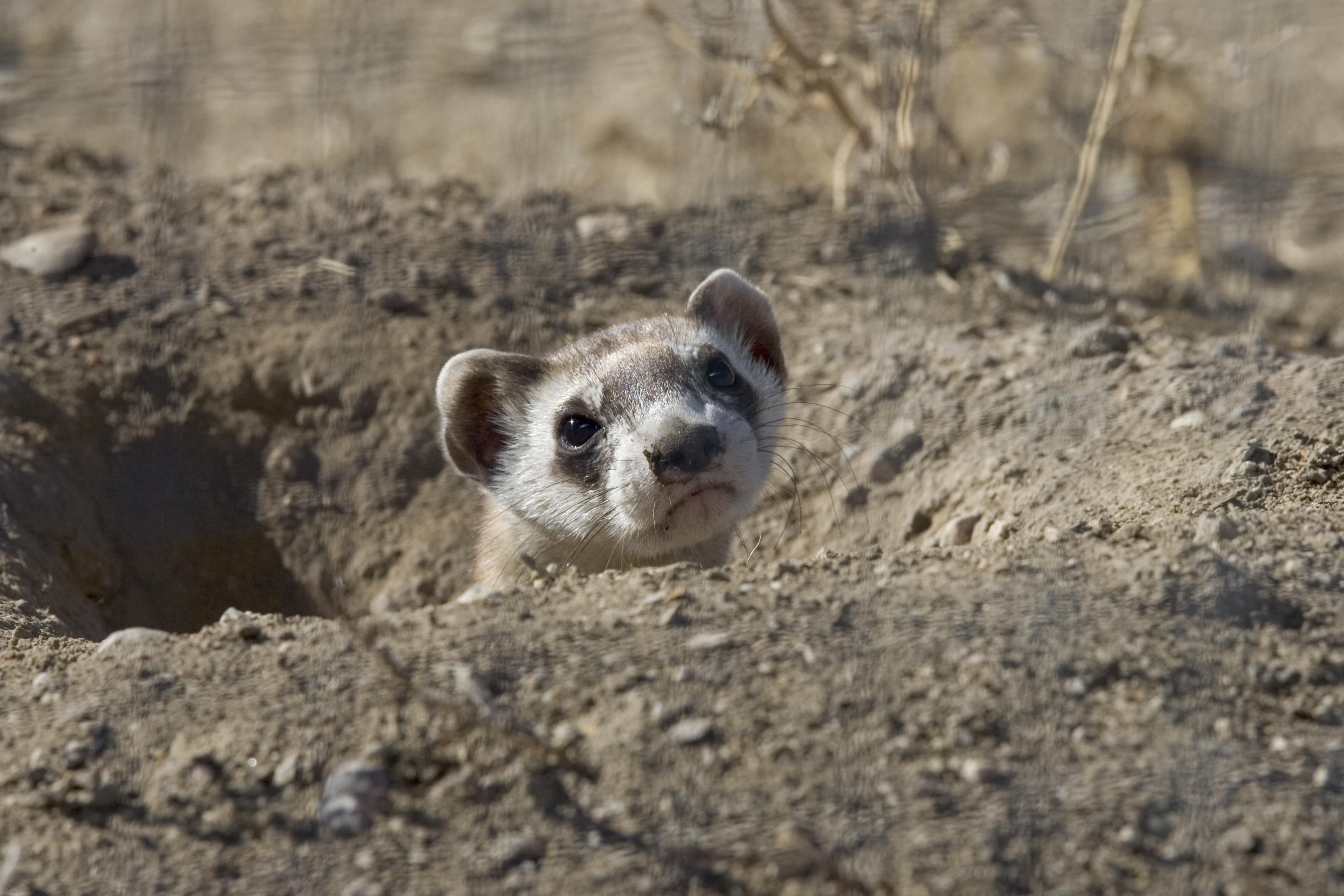 Black footed ferret head animal