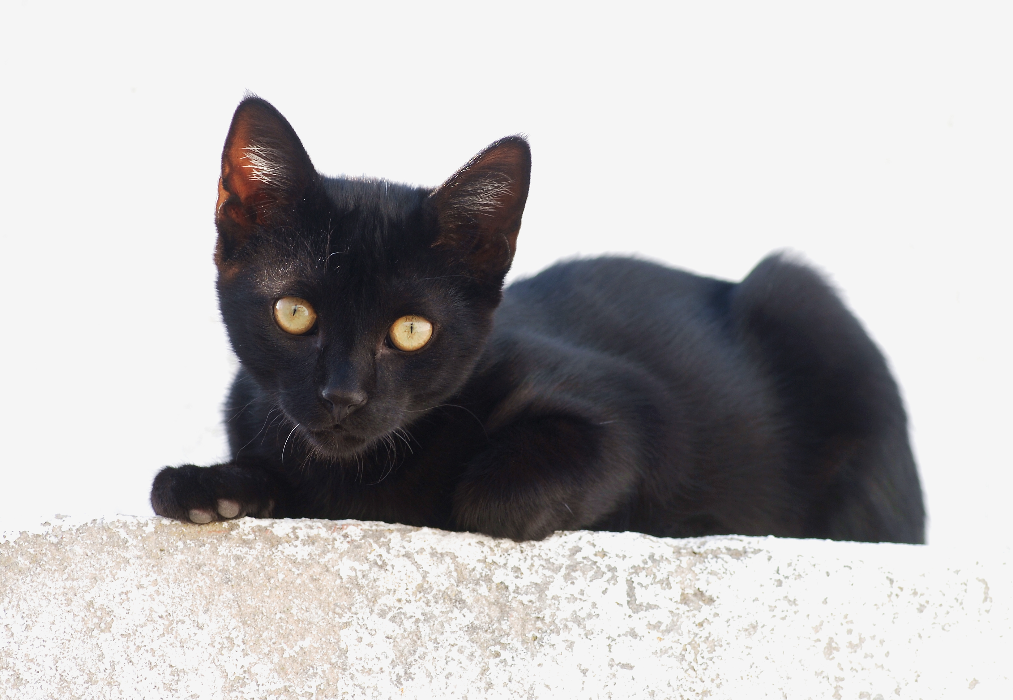 Black kitten July August 2009-1