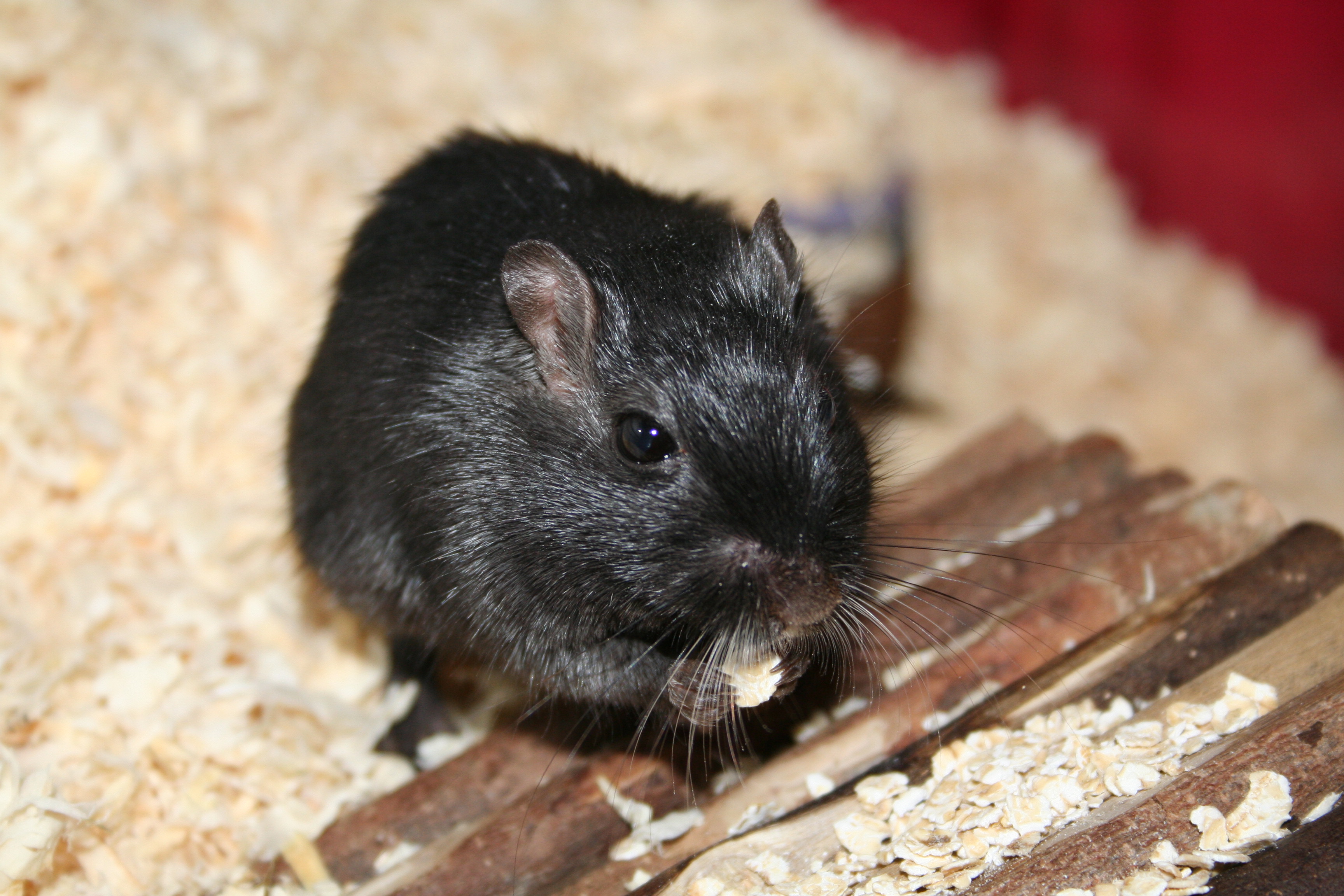 Black Meriones unguiculatus