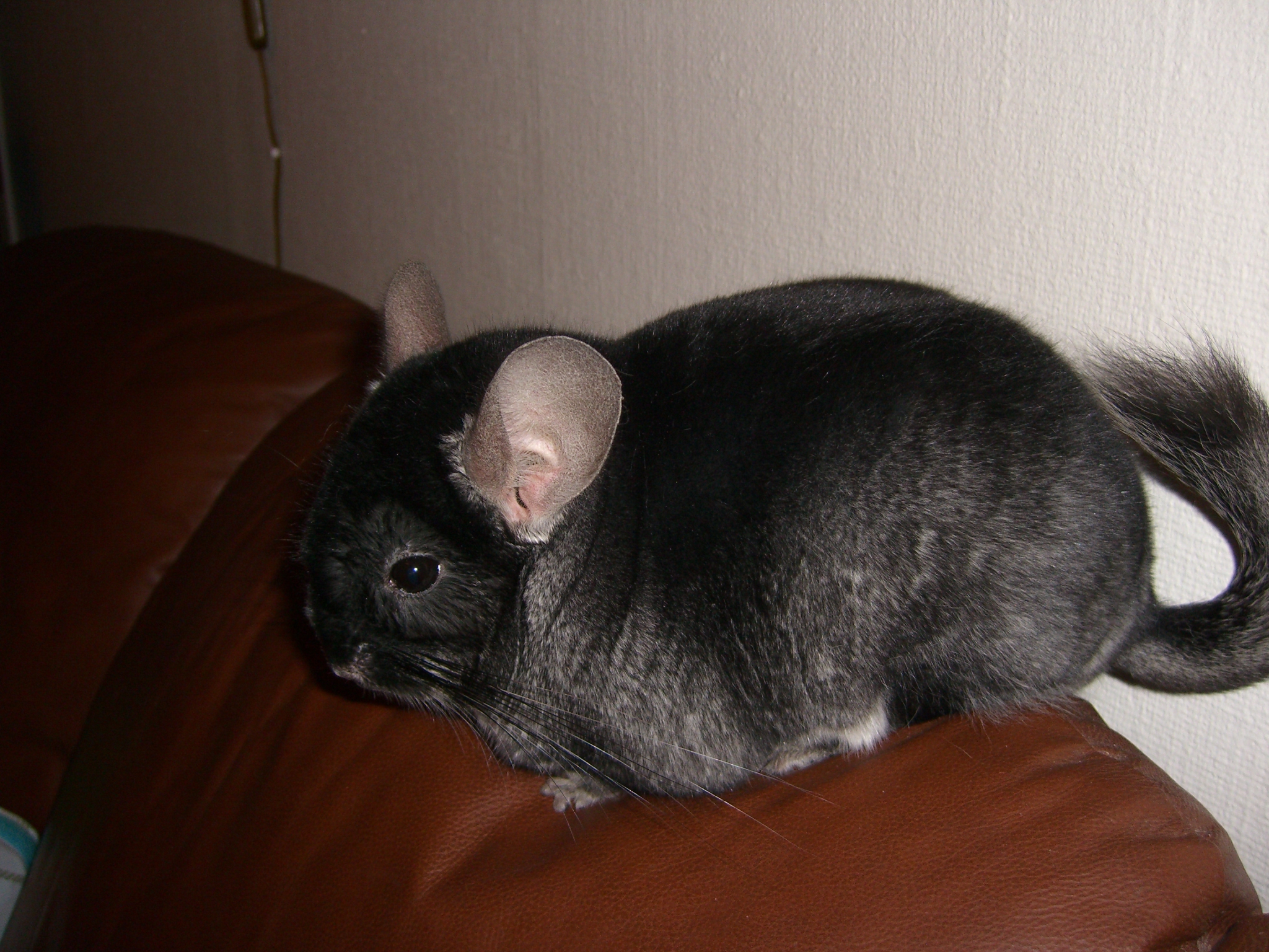 Black velvet chinchilla