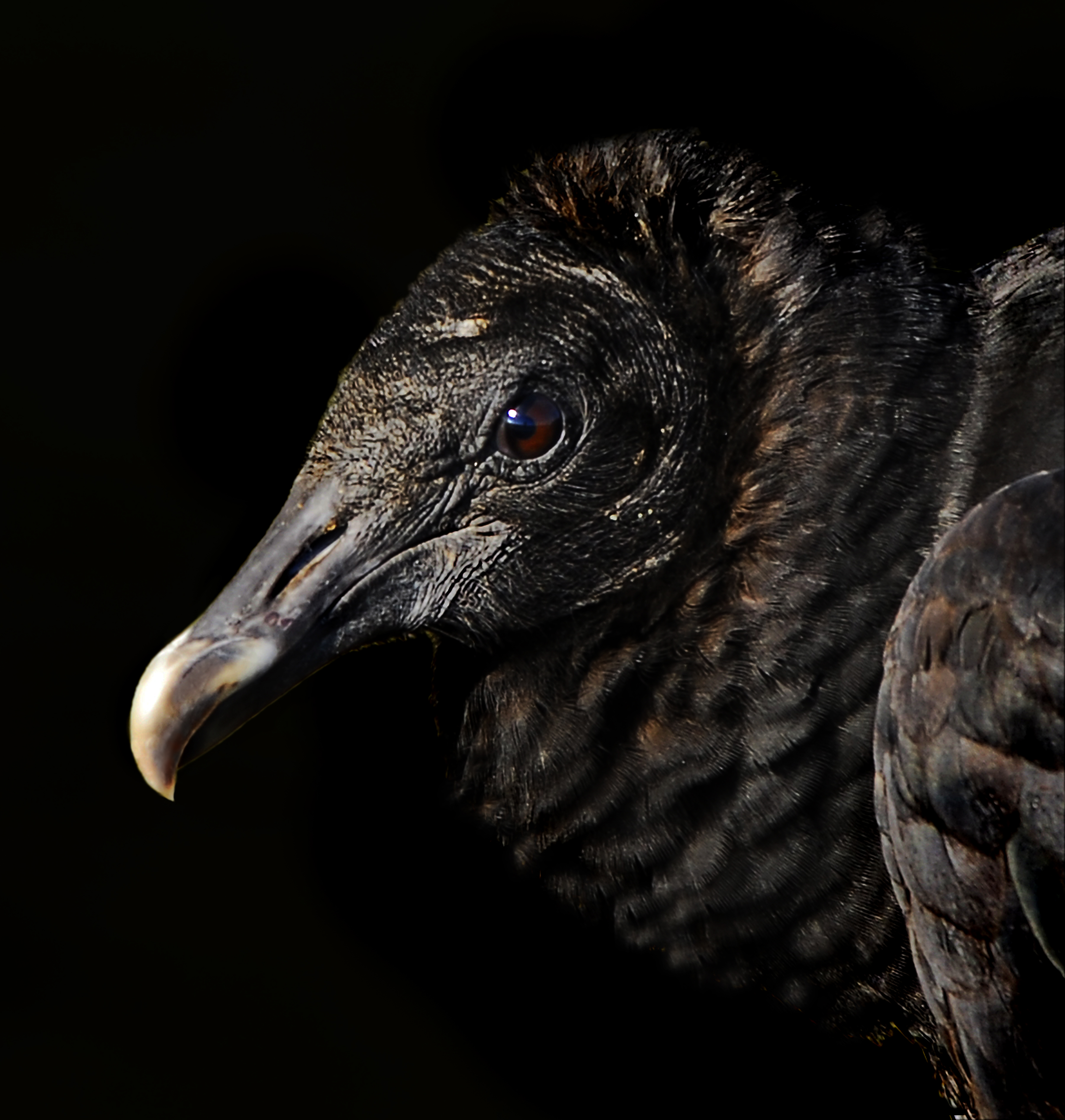 Black Vulture at Lake Woodruff - Flickr - Andrea Westmoreland (1)