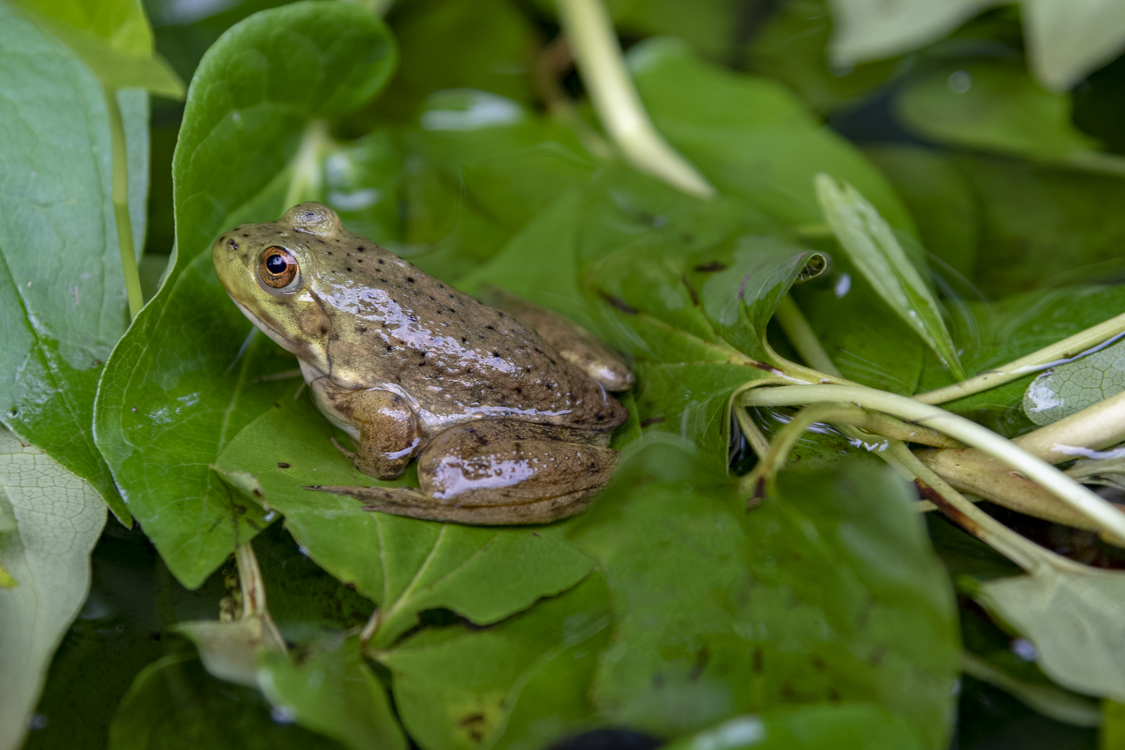 Blacklick Woods - Lithobates catesbeianus 3