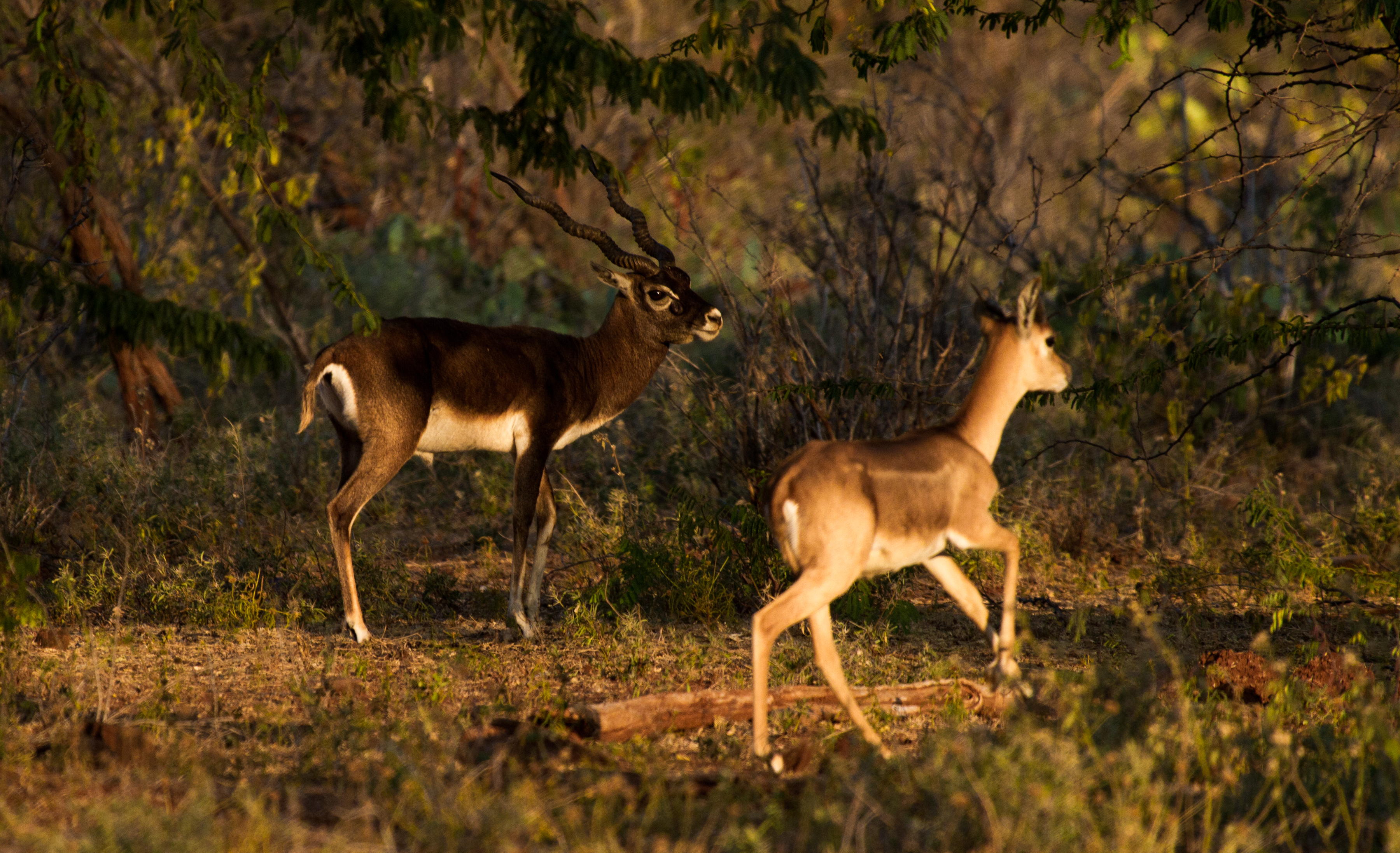 Blckbuck by N A Nazeer