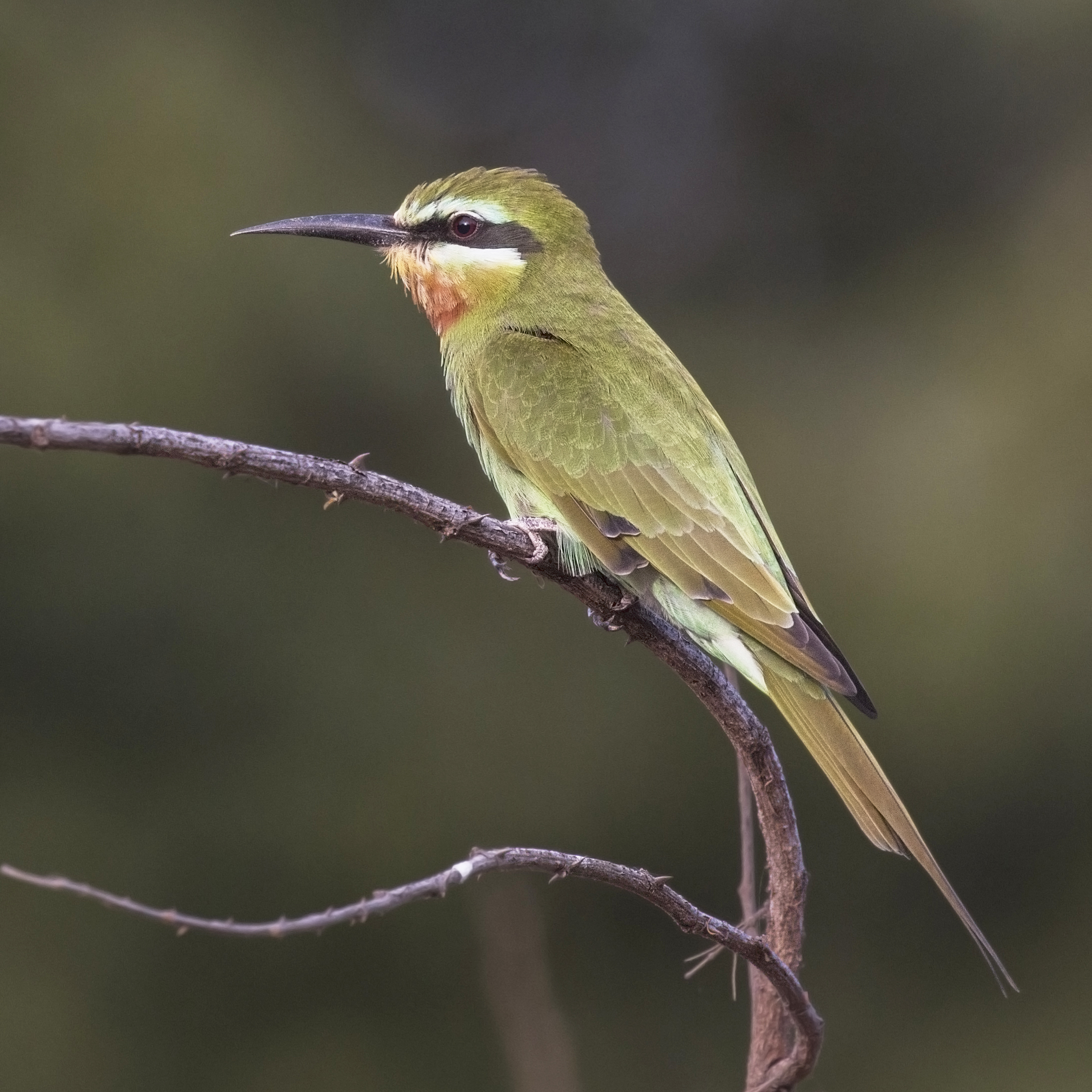 Blue-cheeked bee-eater (Merops persicus chrysocercus)
