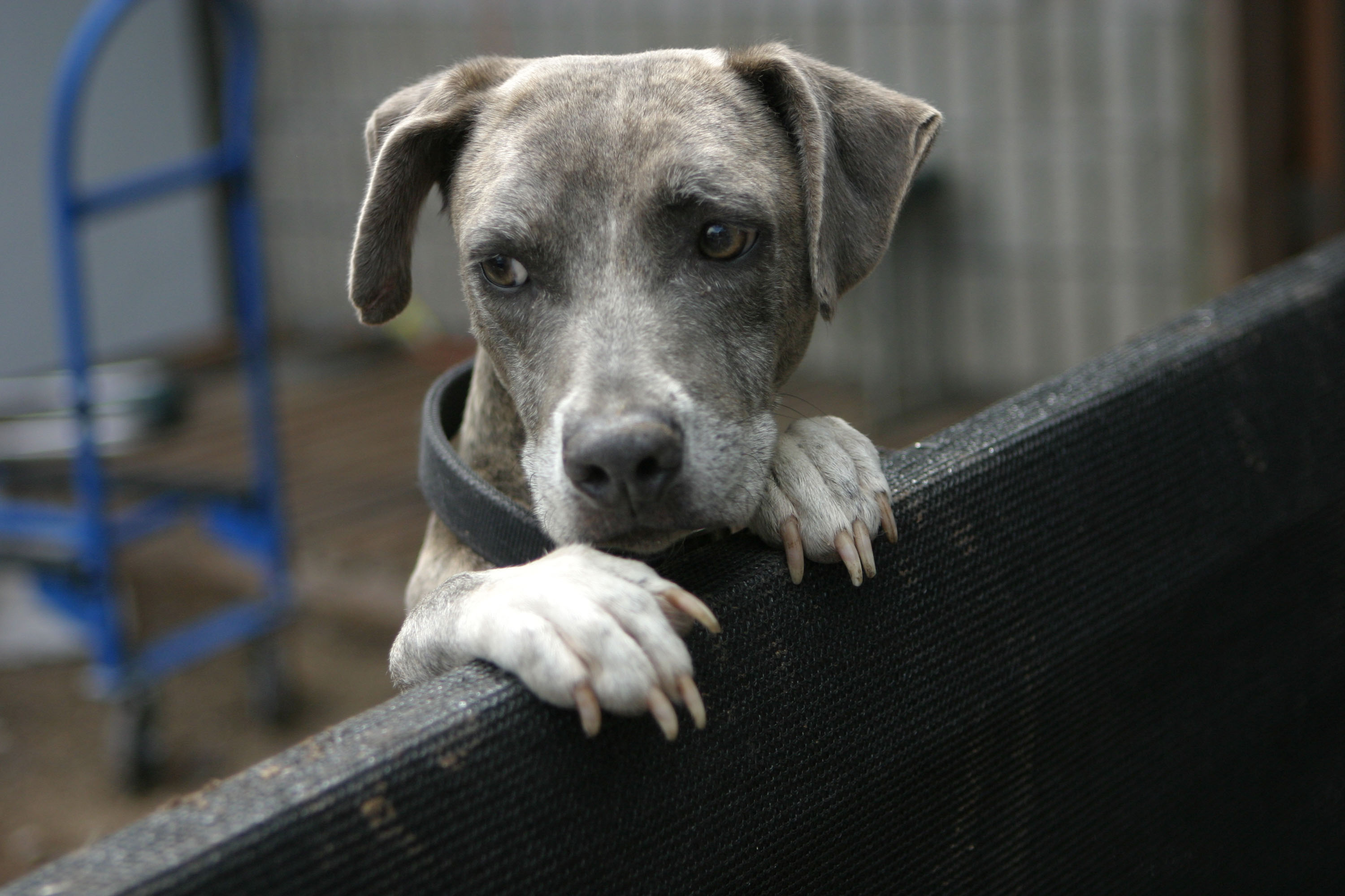 Blue brindle dog looking on a fence