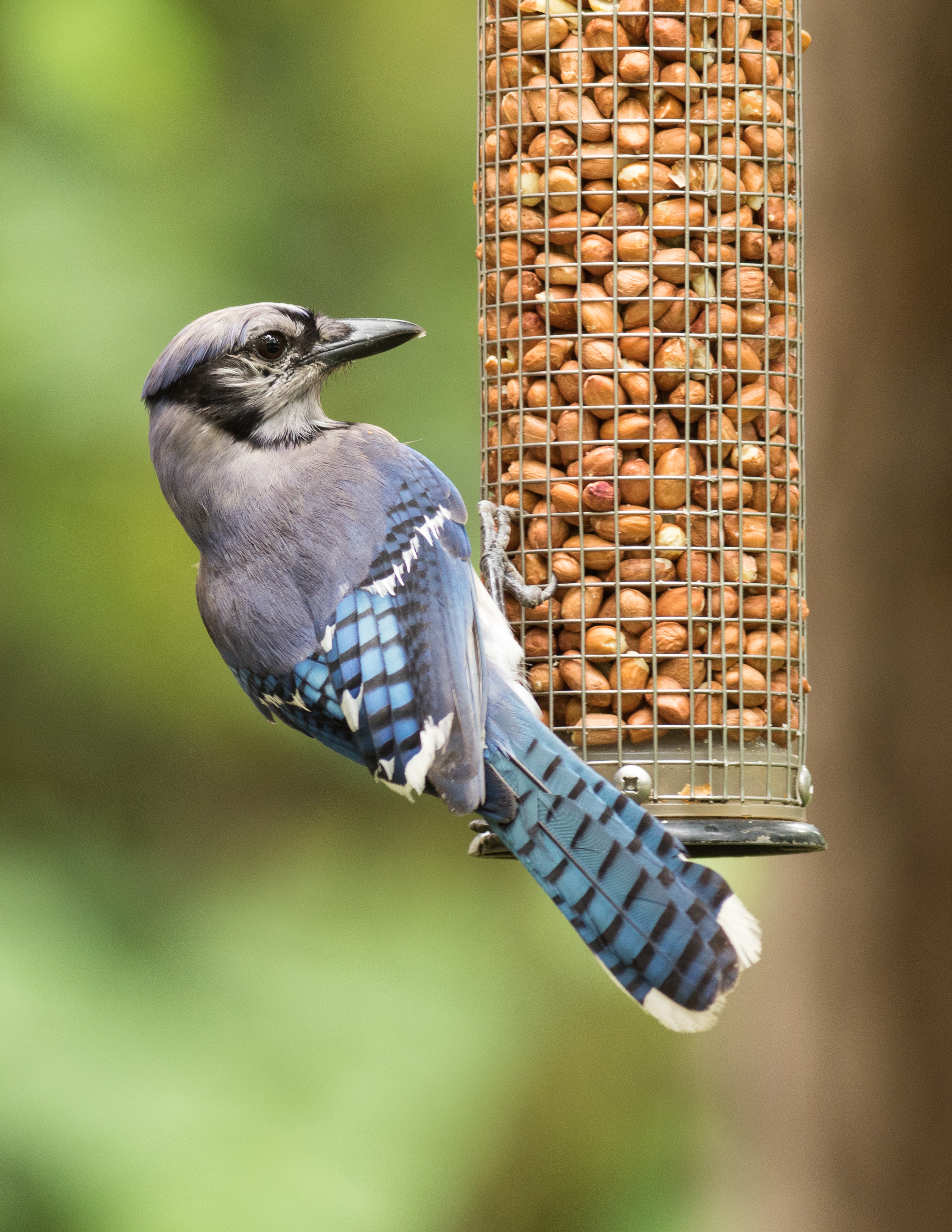 Blue jay (Cyanocitta cristata) on bird feeder