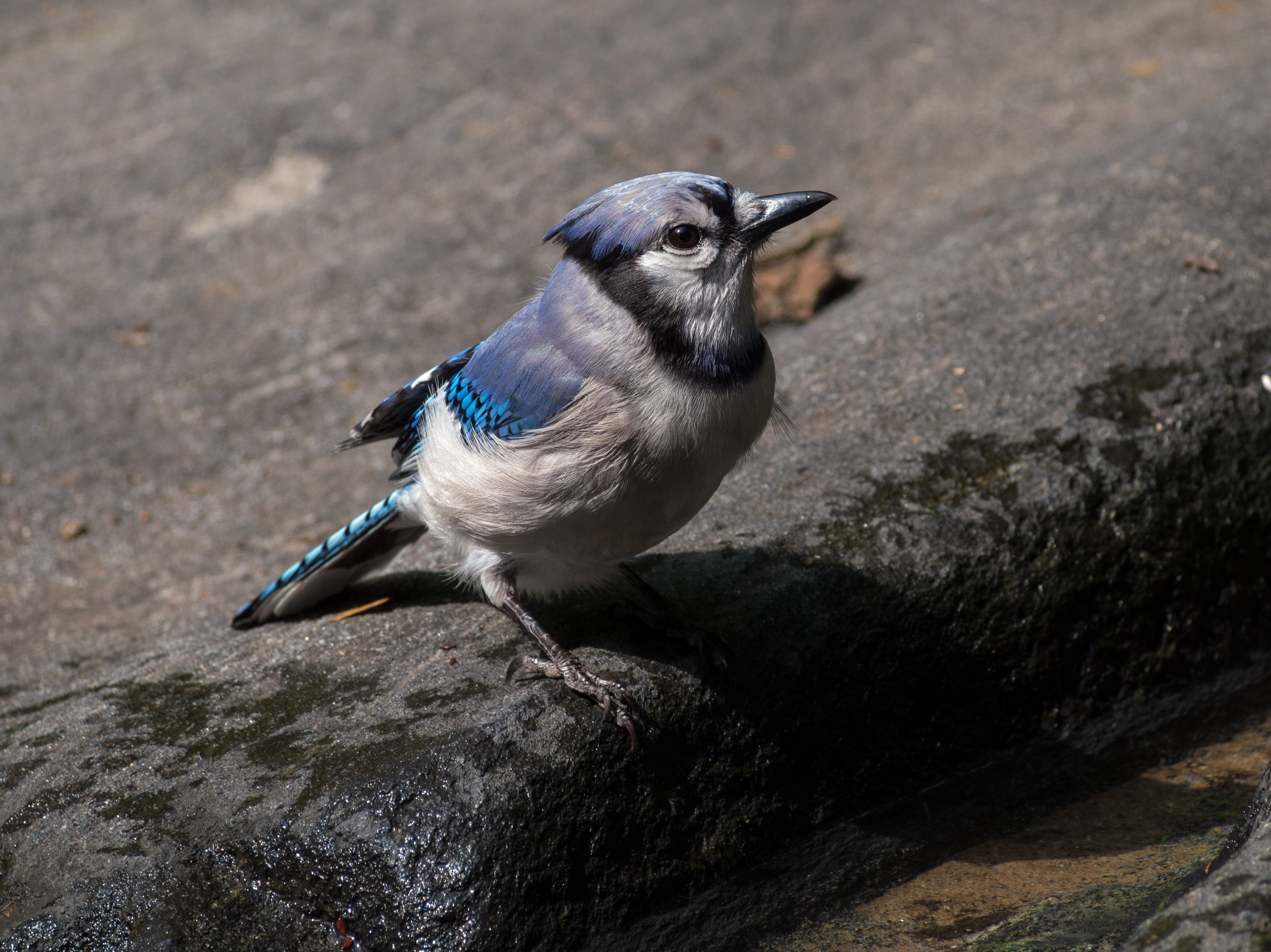 Blue jay in Central Park (81417)