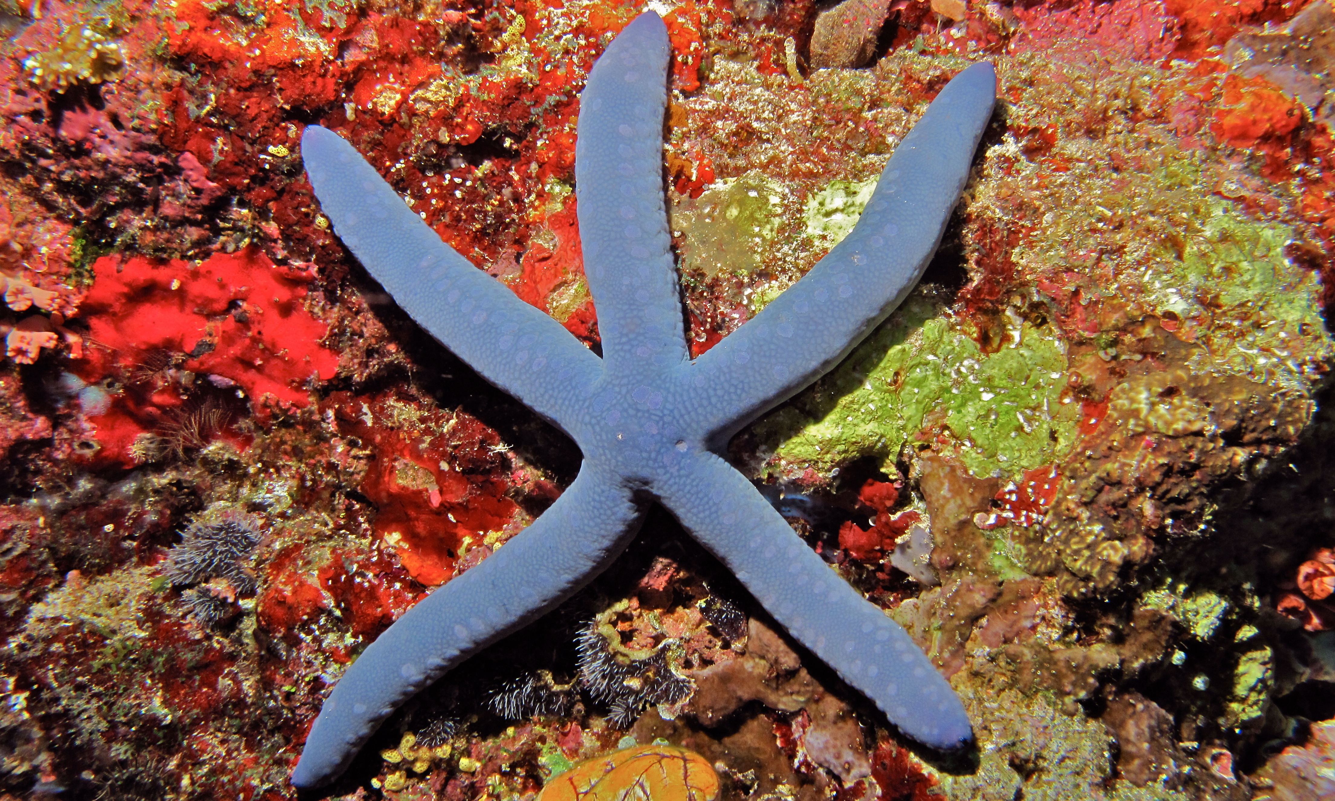 Blue Sea Star (Linckia laevigata) (8482279726)