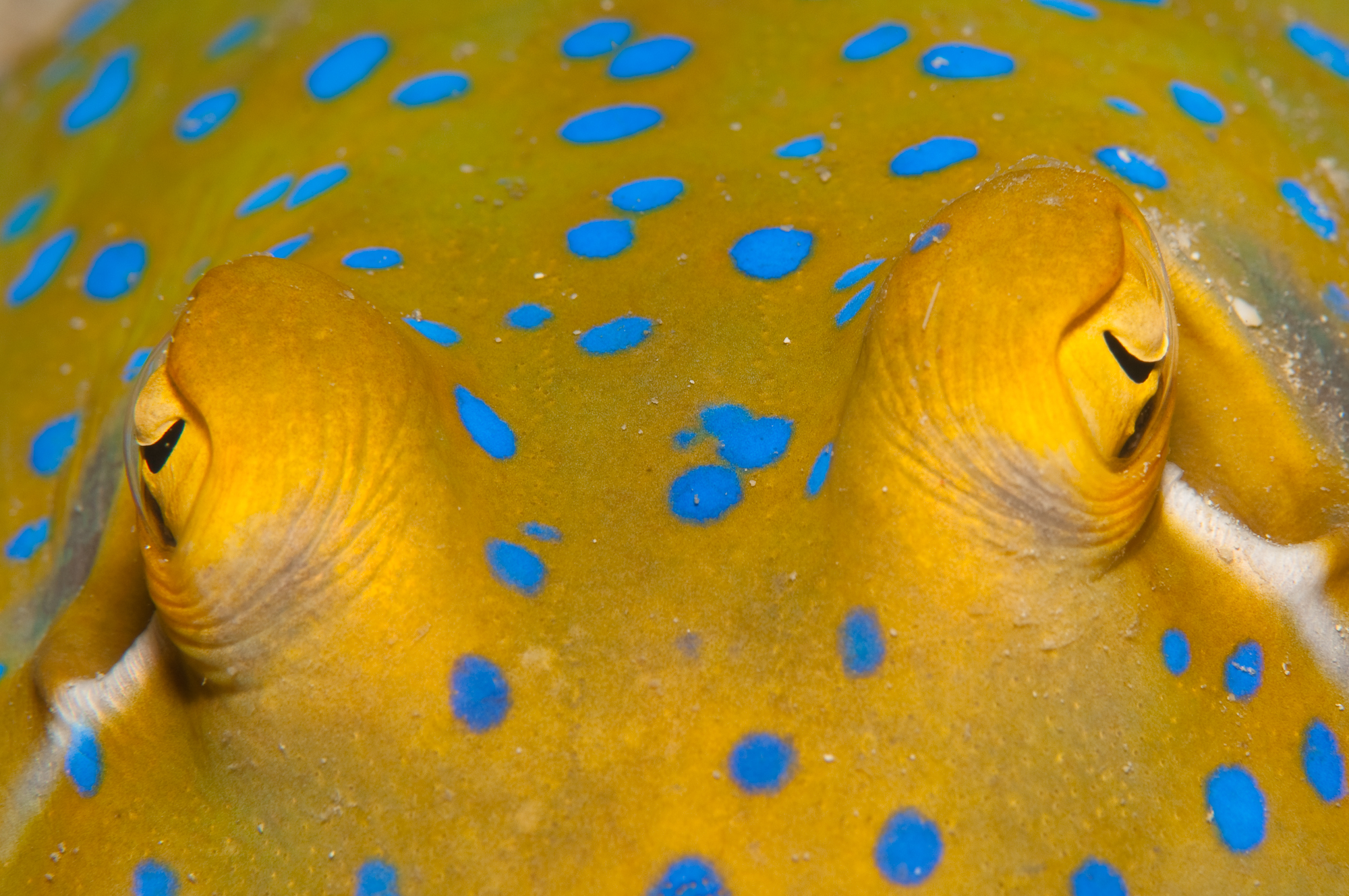 Blue Spotted Ray (4429539504)