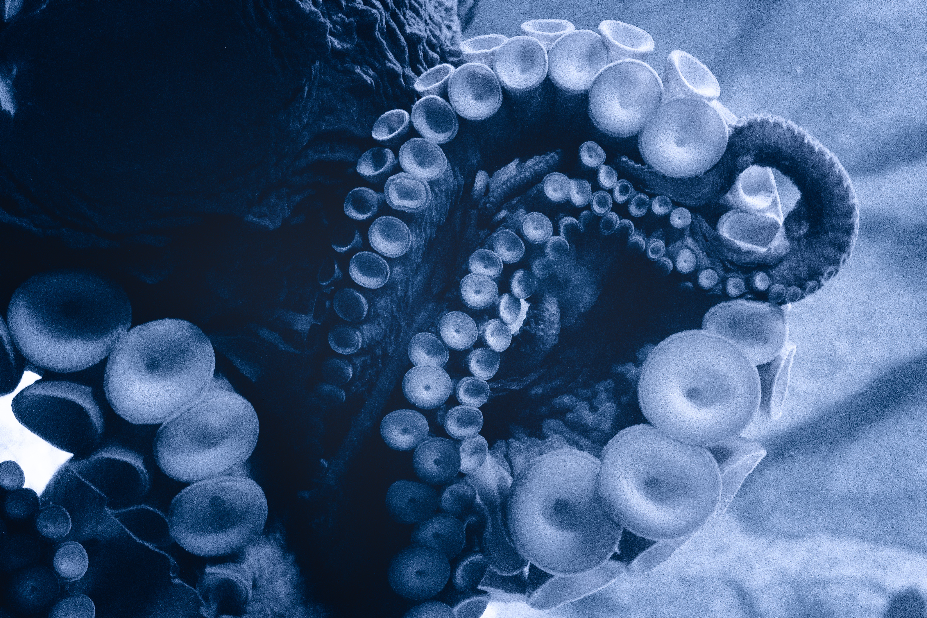 Blue Tentacles (17569669855)