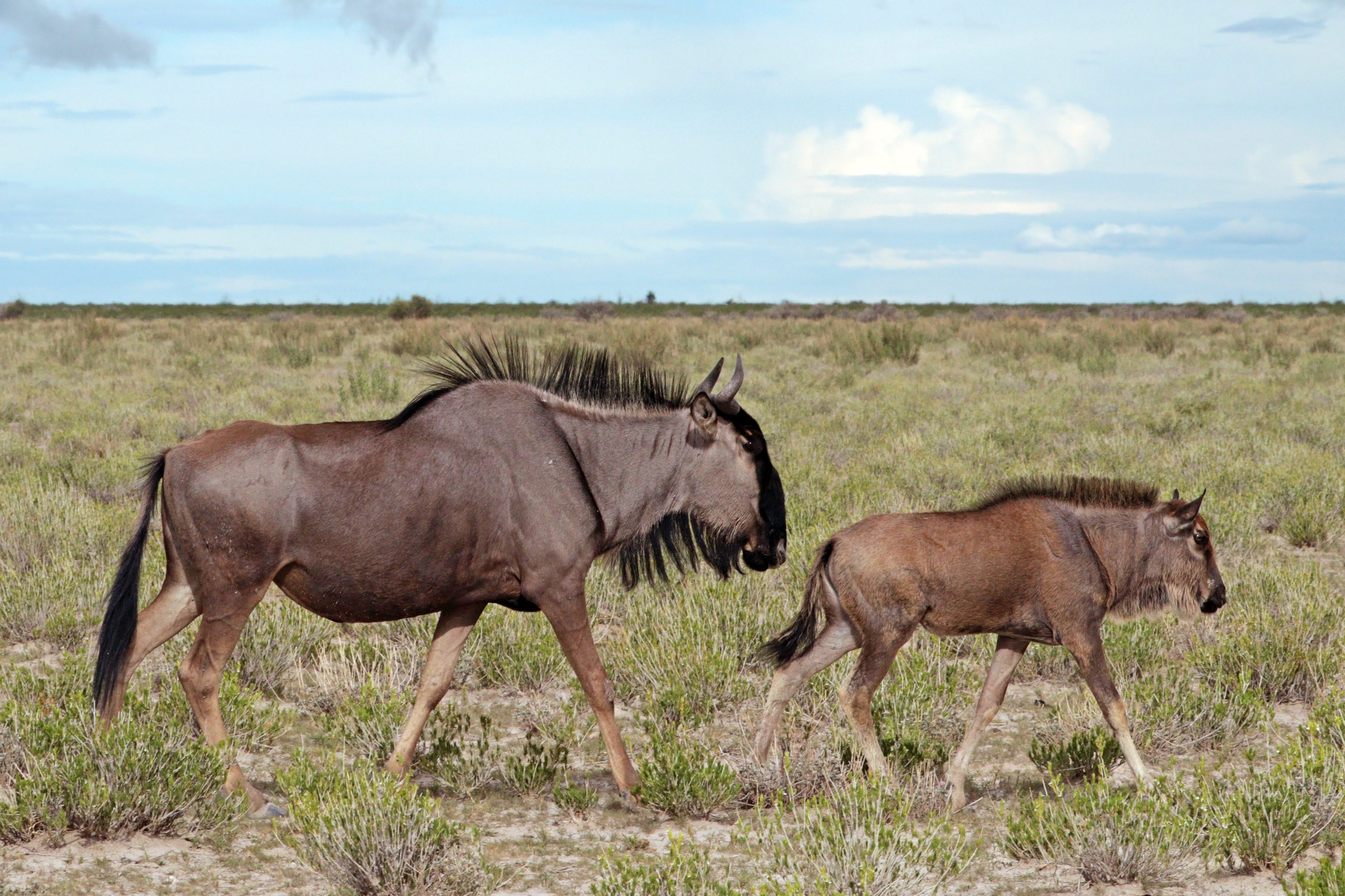 Blue wildebeest (Connochaetes taurinus taurinus) female and calf