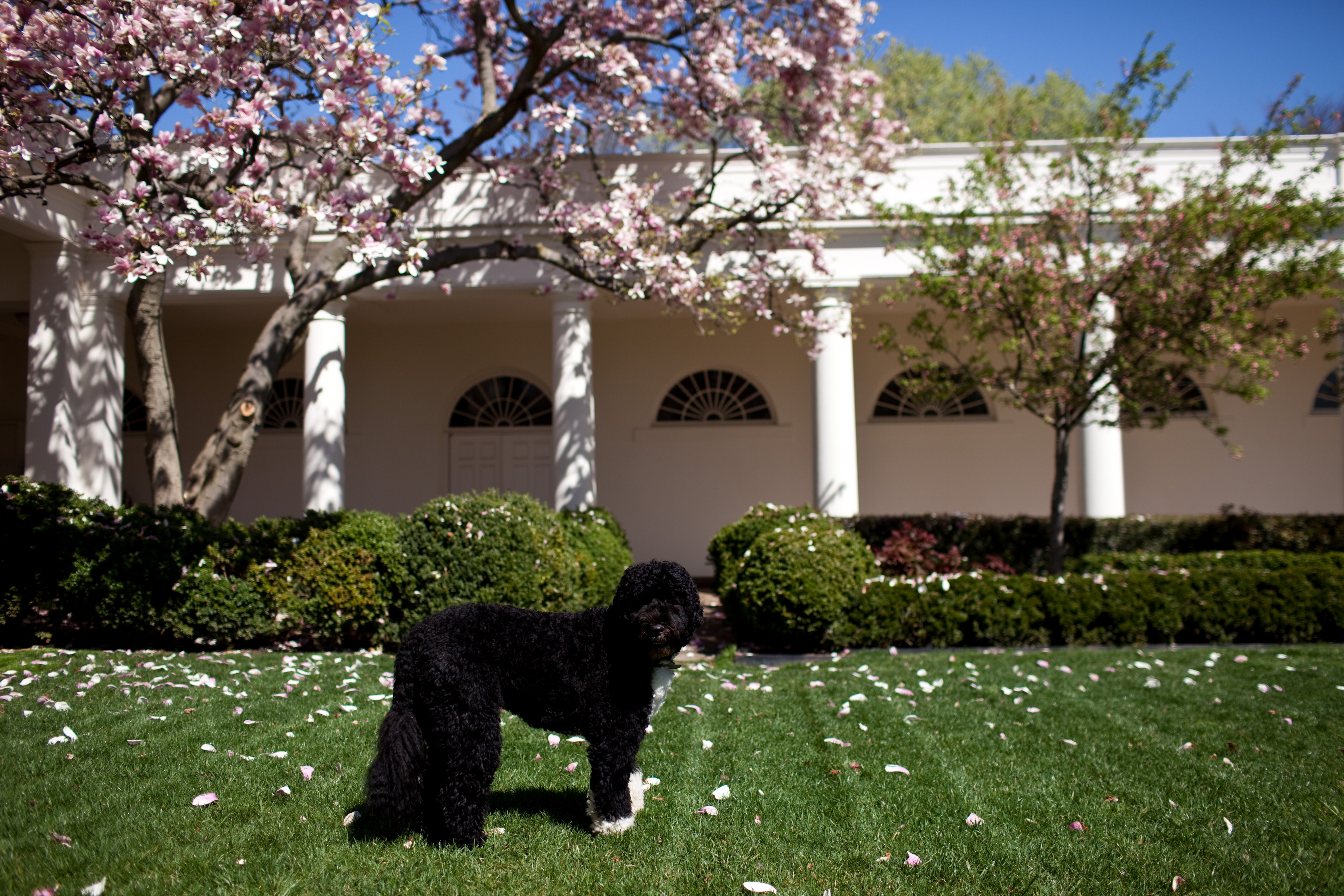 Bo, the Obama family dog, stands in the Rose Garden, 2010