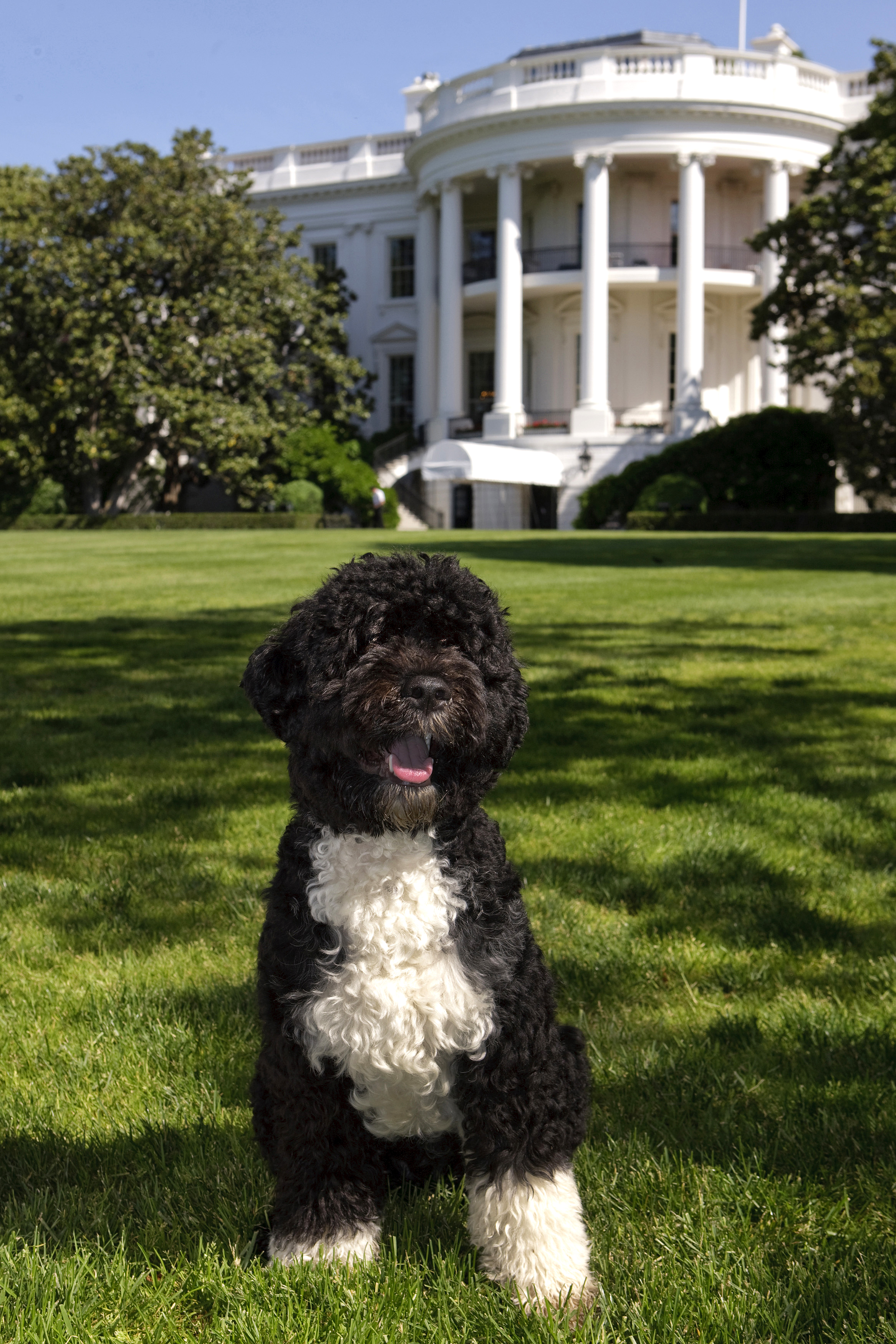Bo official portrait